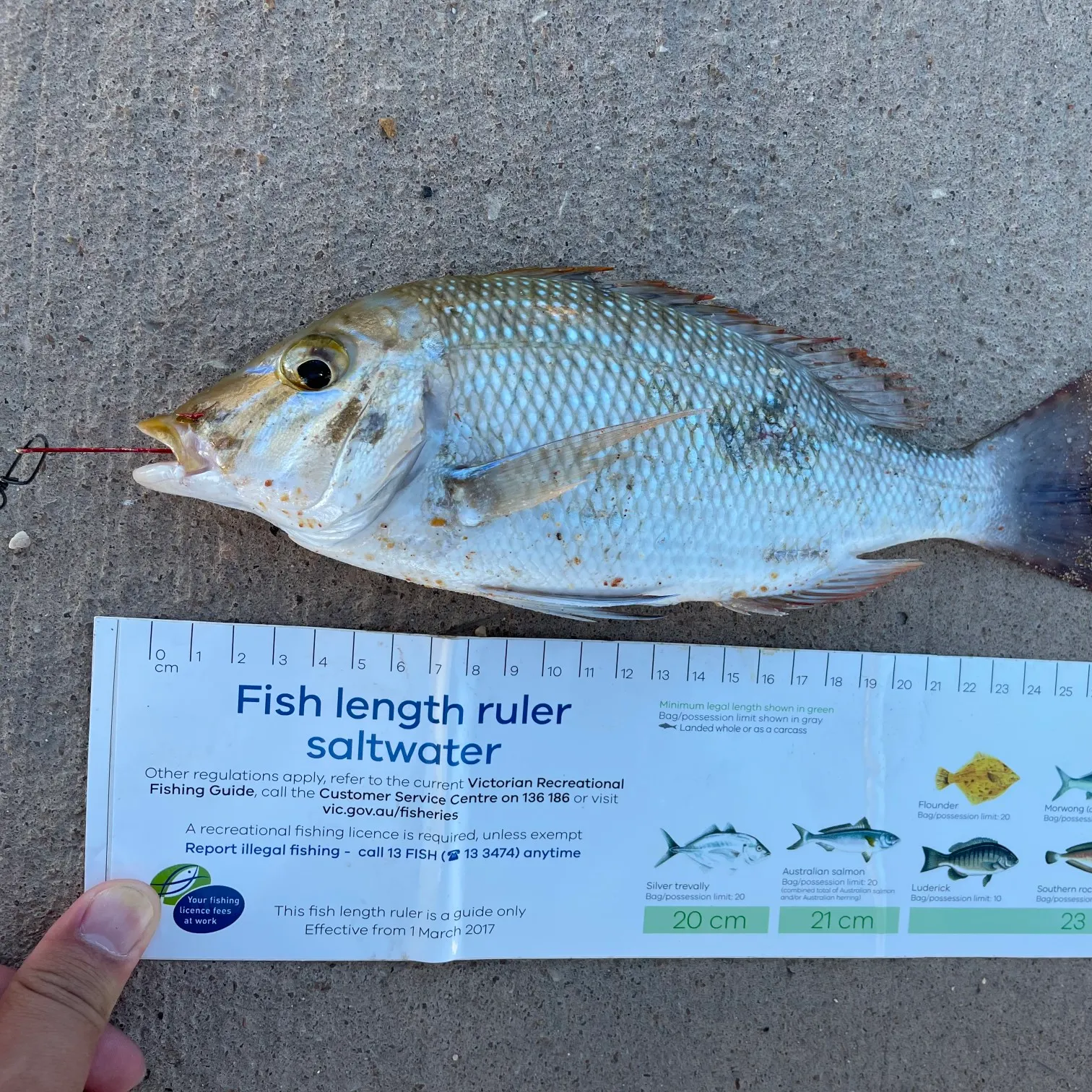 recently logged catches