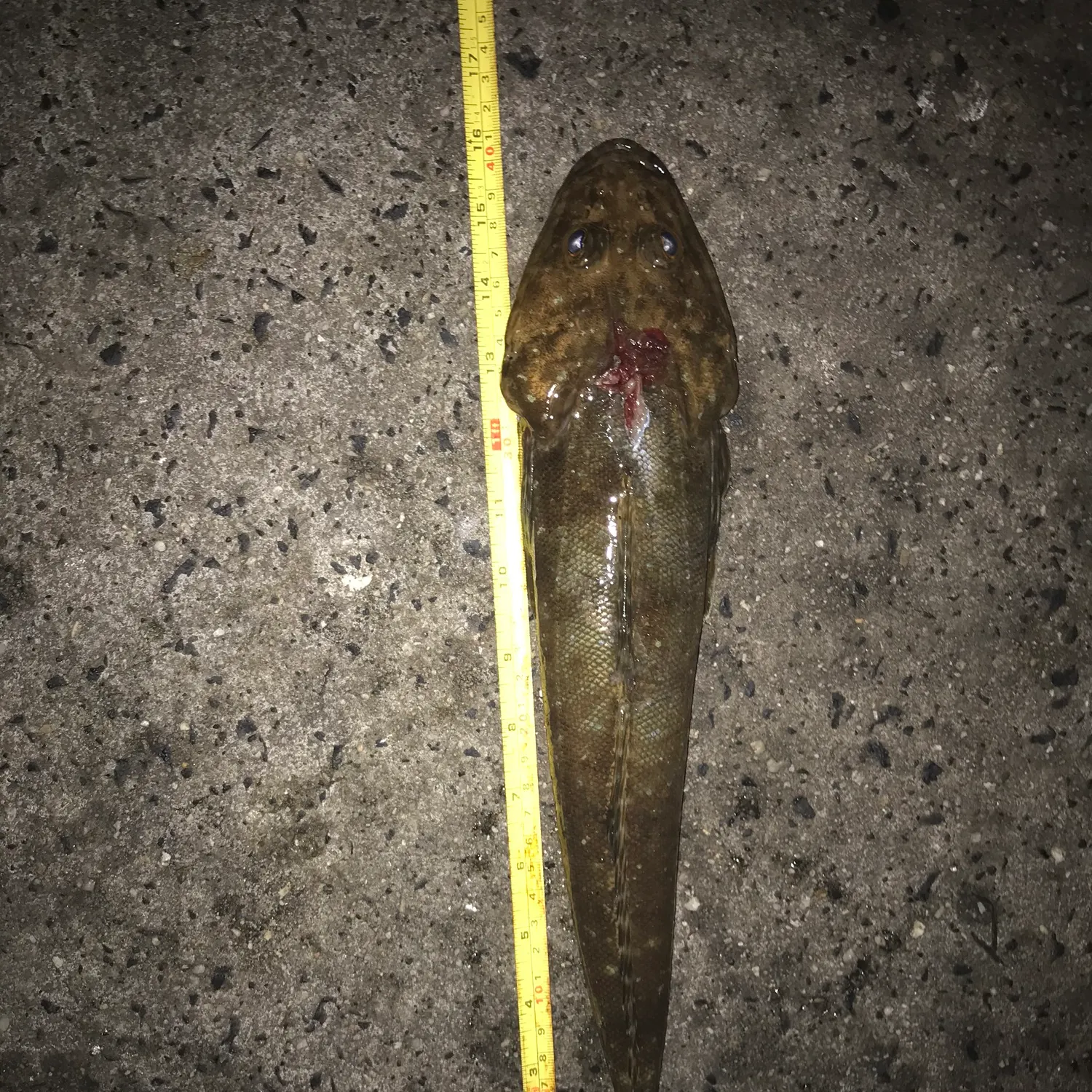 The most recent Blue-spotted flathead catches on Fishbrain