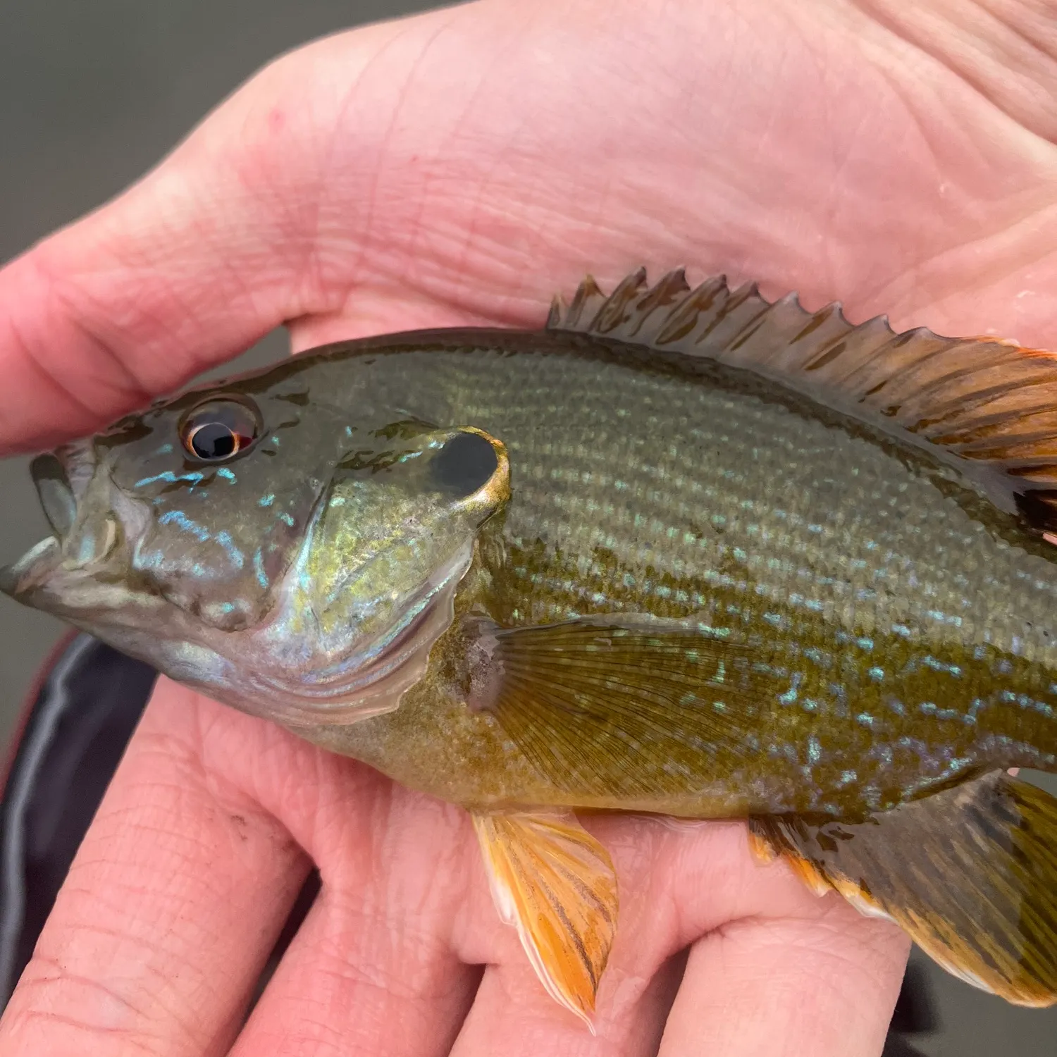 Green sunfish caught on Fishbrain