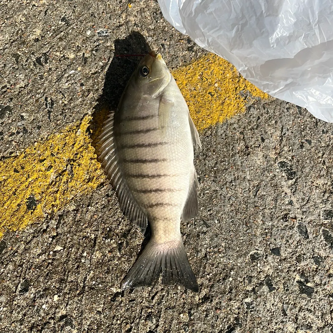The most recent Luderick catches on Fishbrain