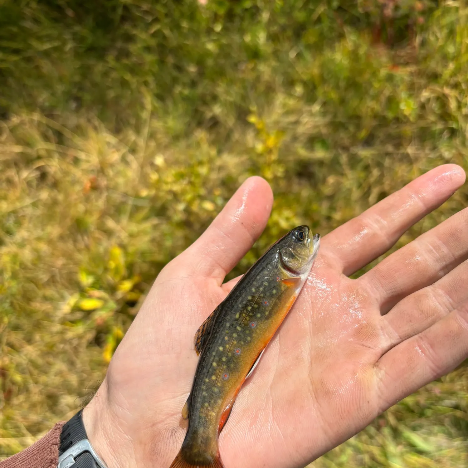 Brook trout caught on Fishbrain