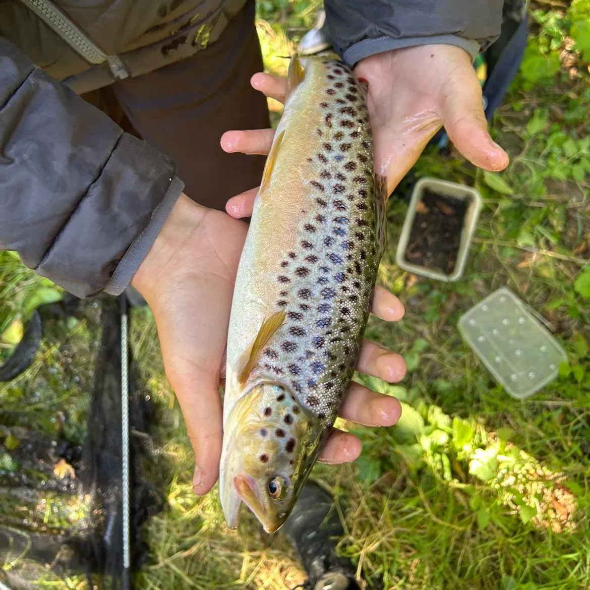 Brown trout caught on Fishbrain