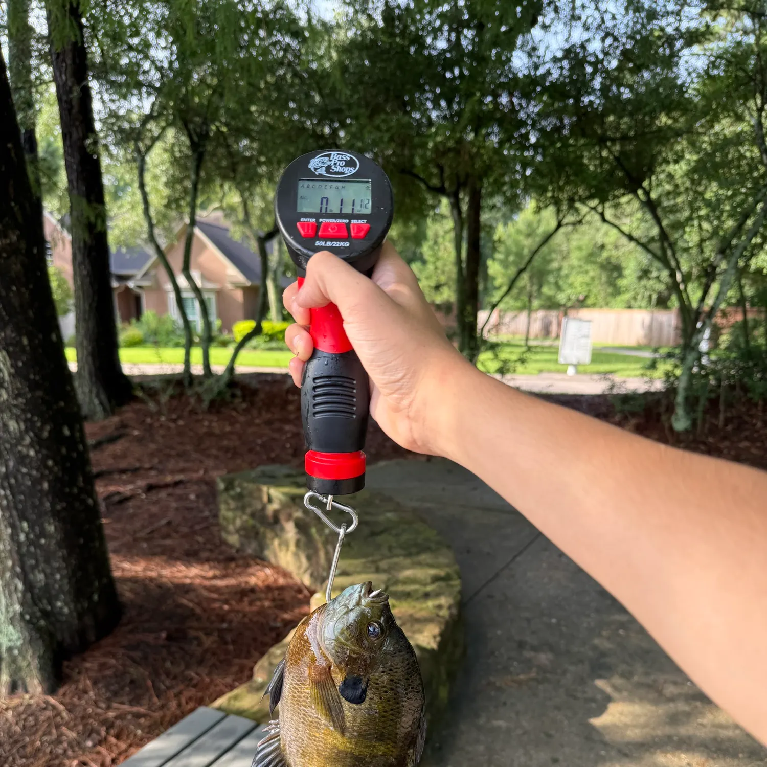 recently logged catches