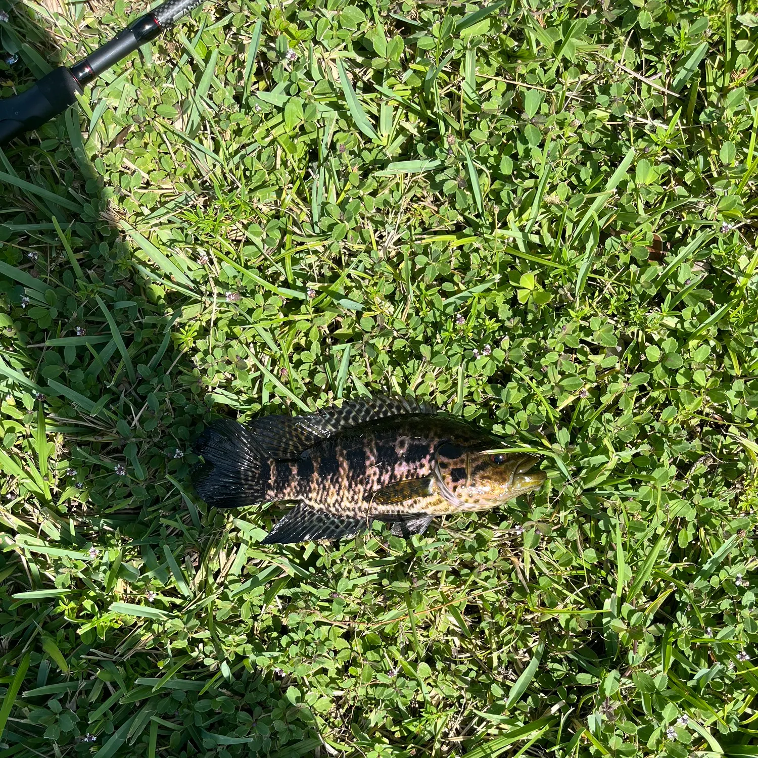The most recent Jaguar cichlid catches on Fishbrain