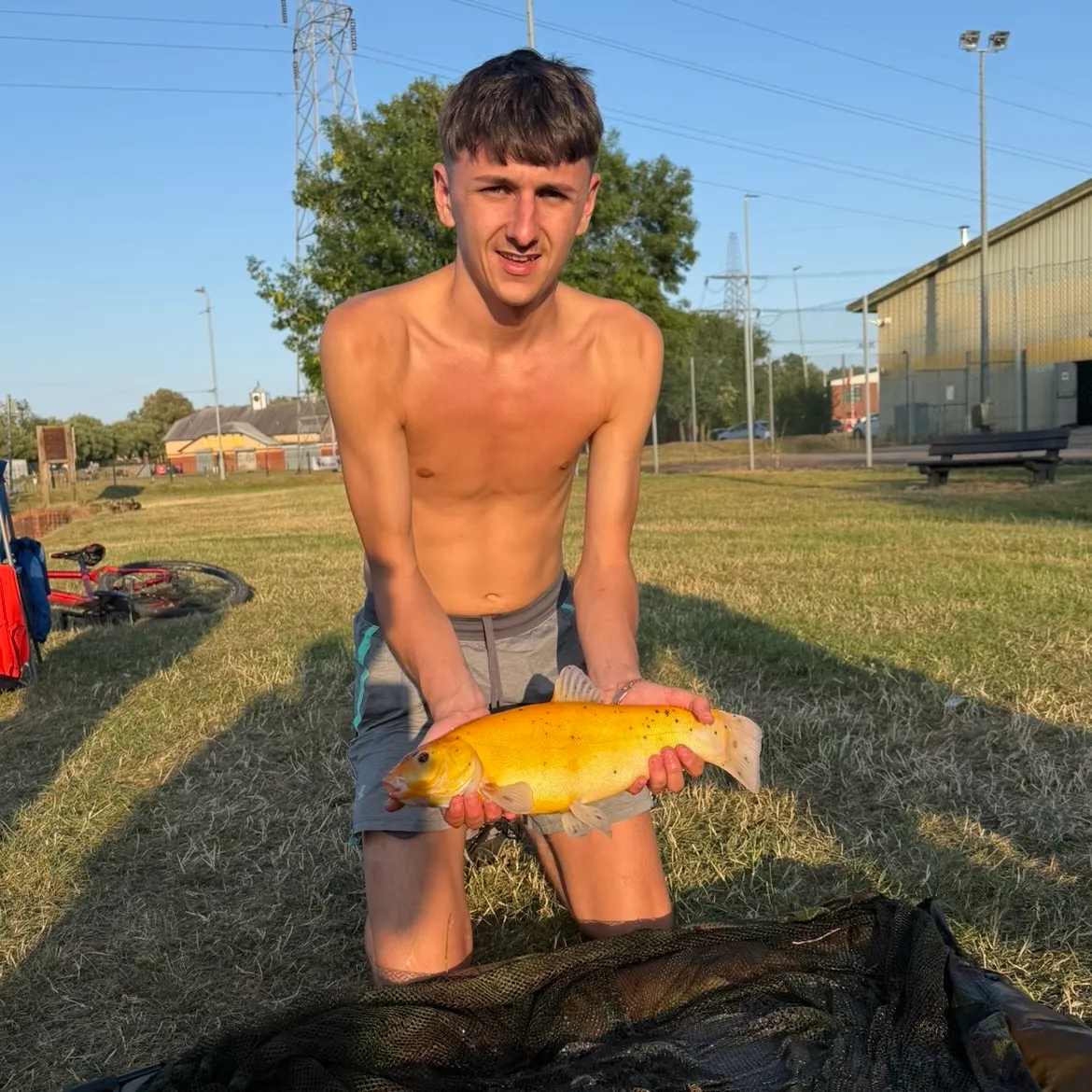 The most recent Golden tench catches on Fishbrain