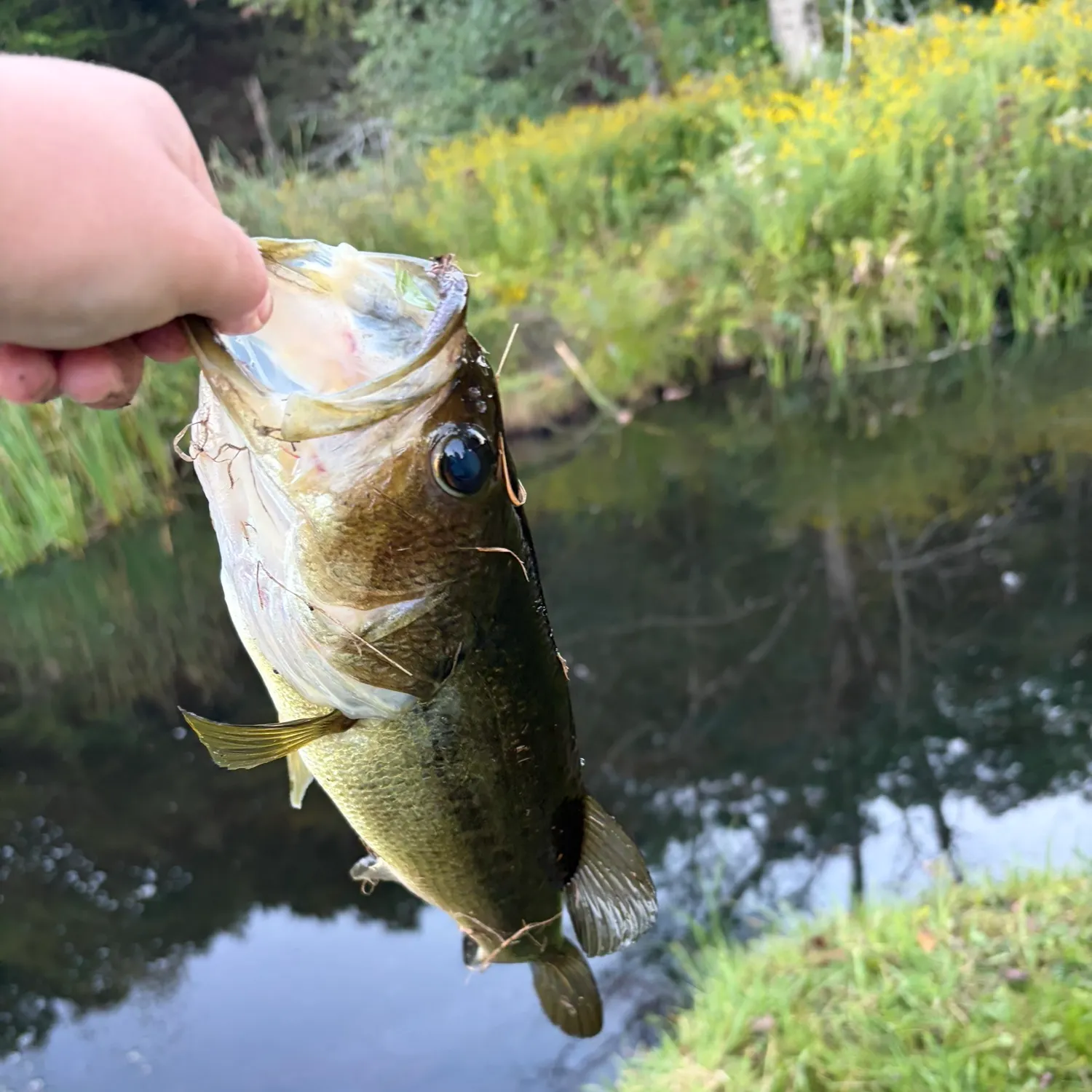 Largemouth bass caught on Fishbrain