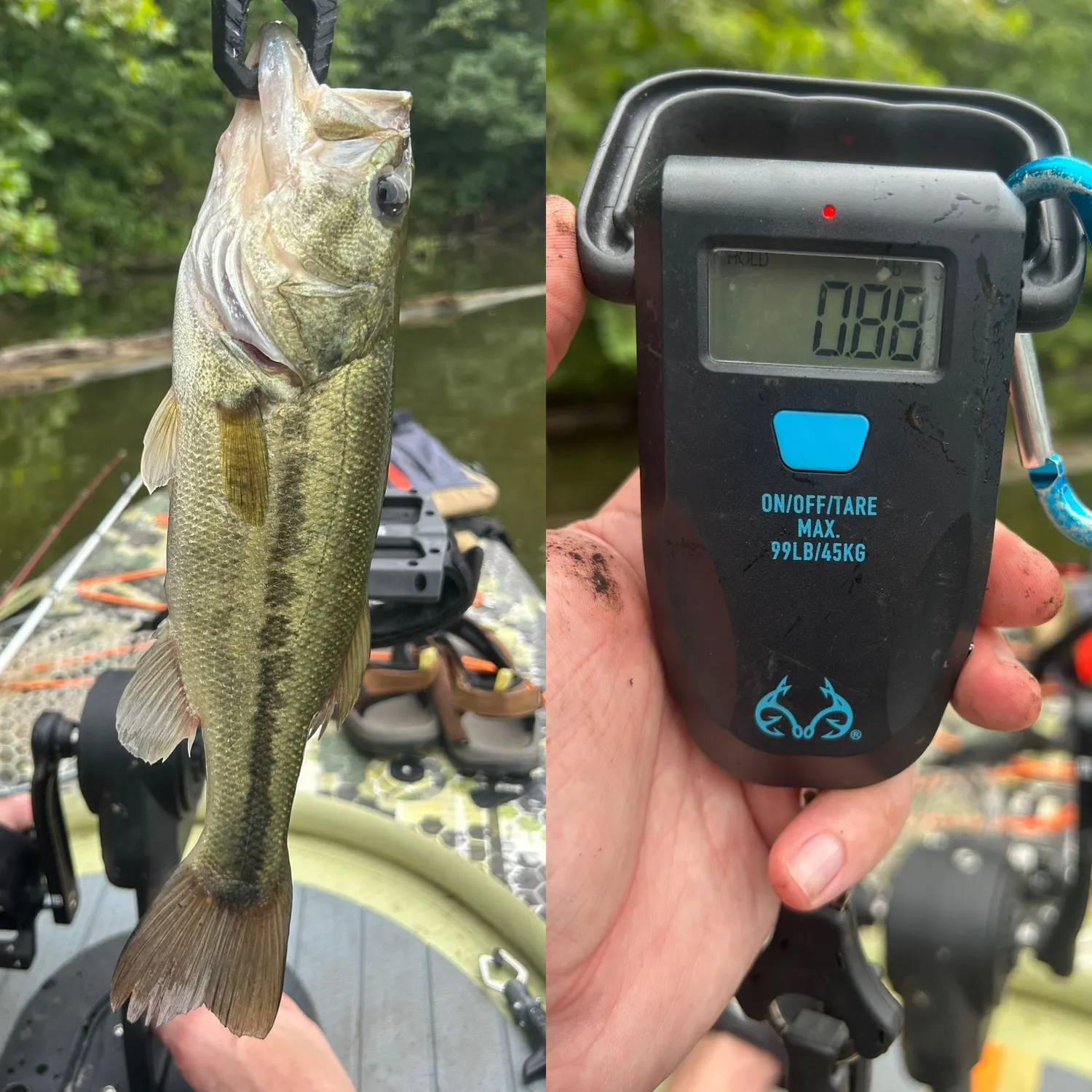 recently logged catches