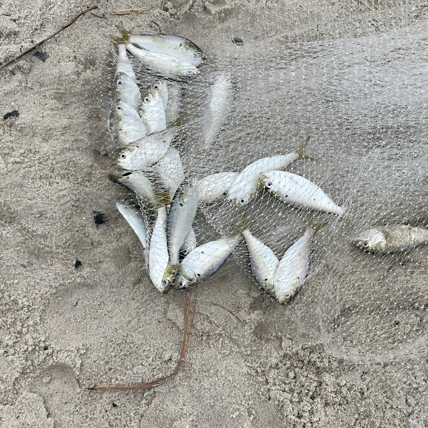 The most recent Gulf menhaden catches on Fishbrain