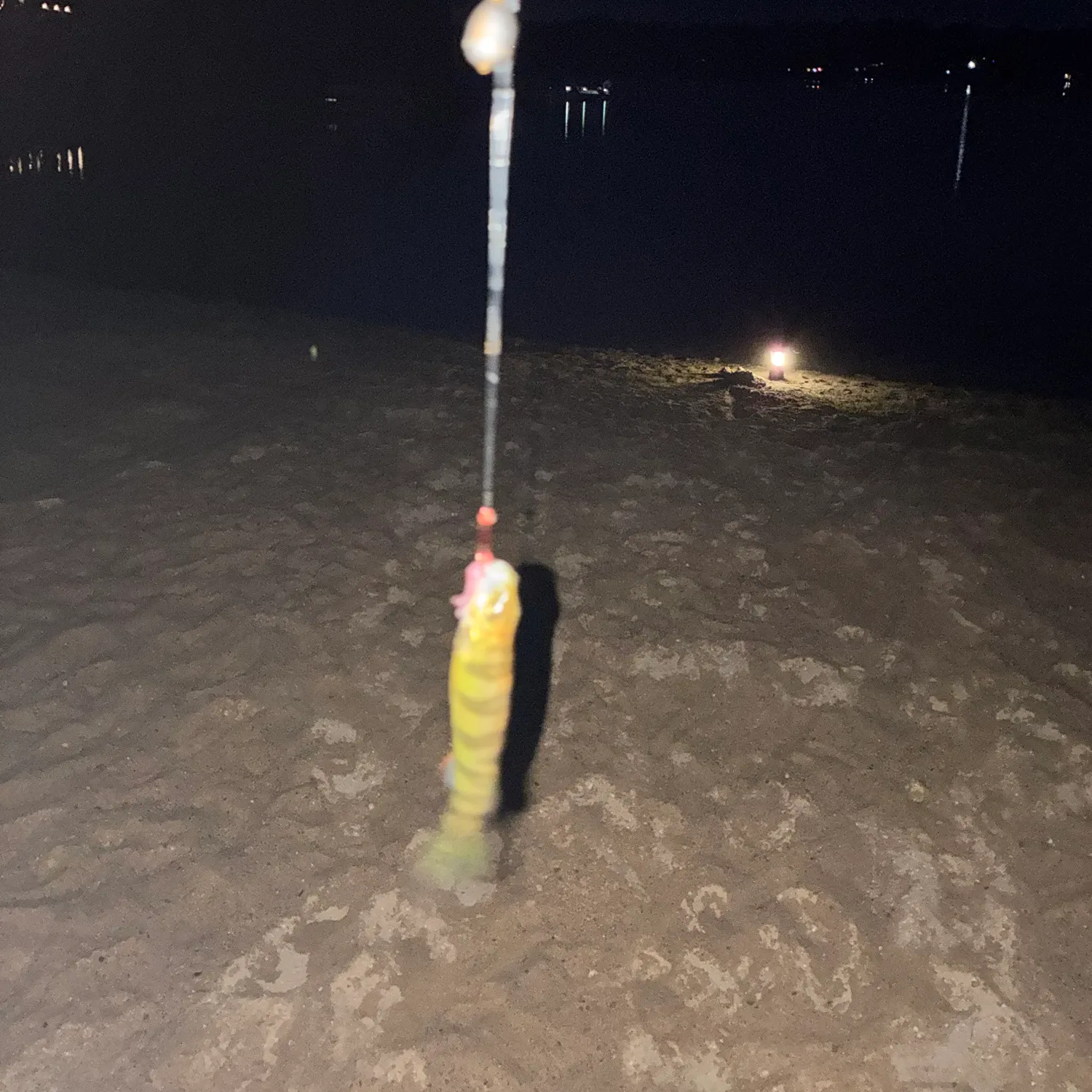 Yellow perch caught on Fishbrain