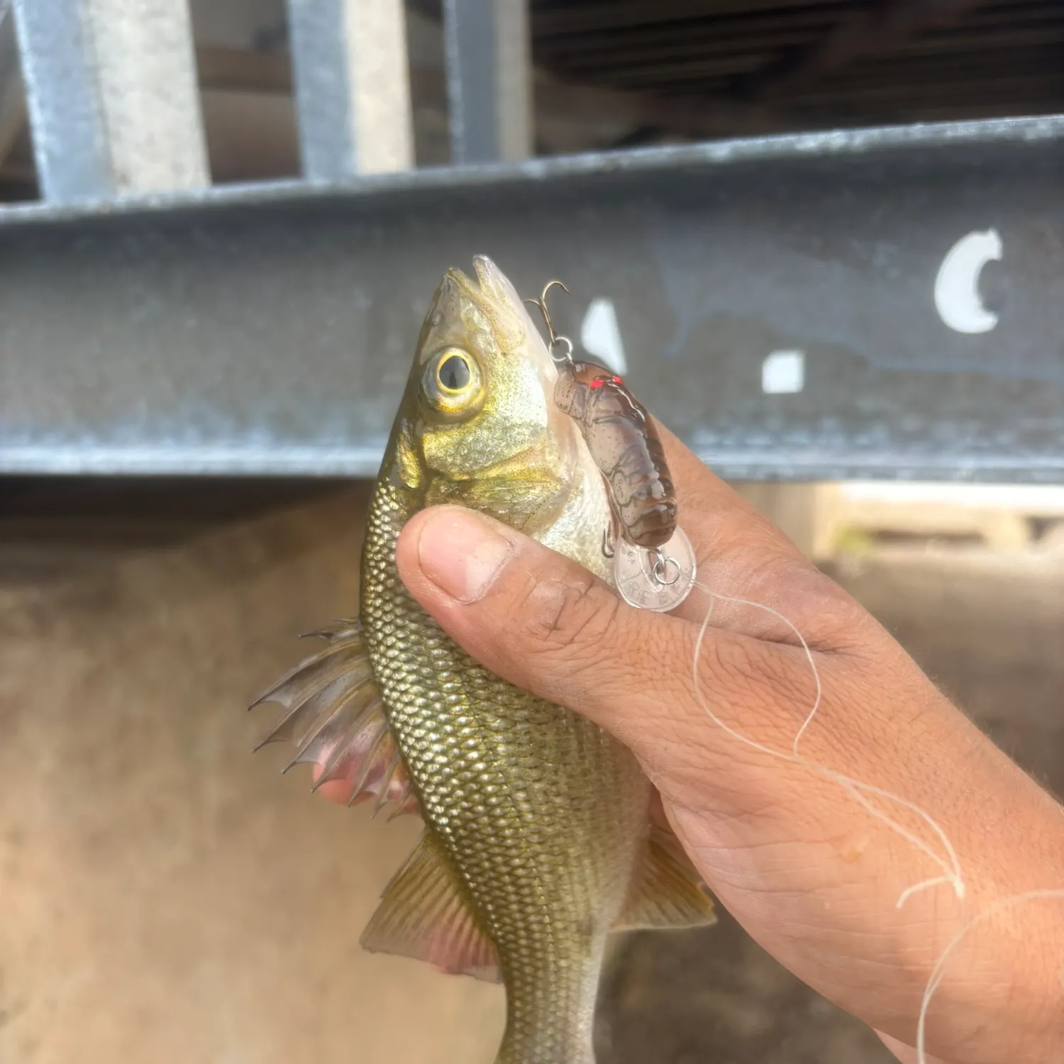 White perch caught on Fishbrain