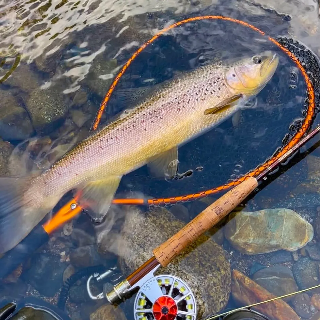 The most recent Sea trout catches on Fishbrain