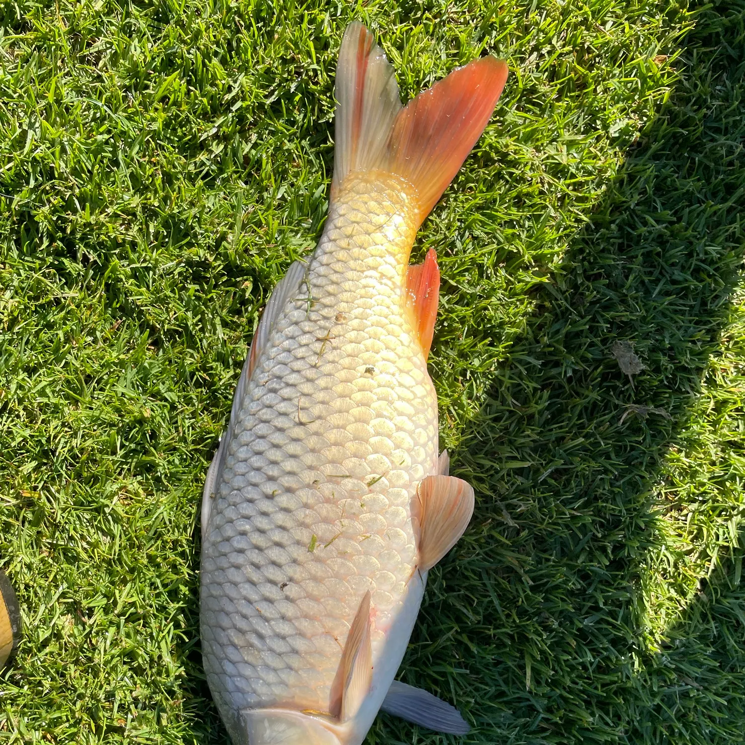 Common carp caught on Fishbrain
