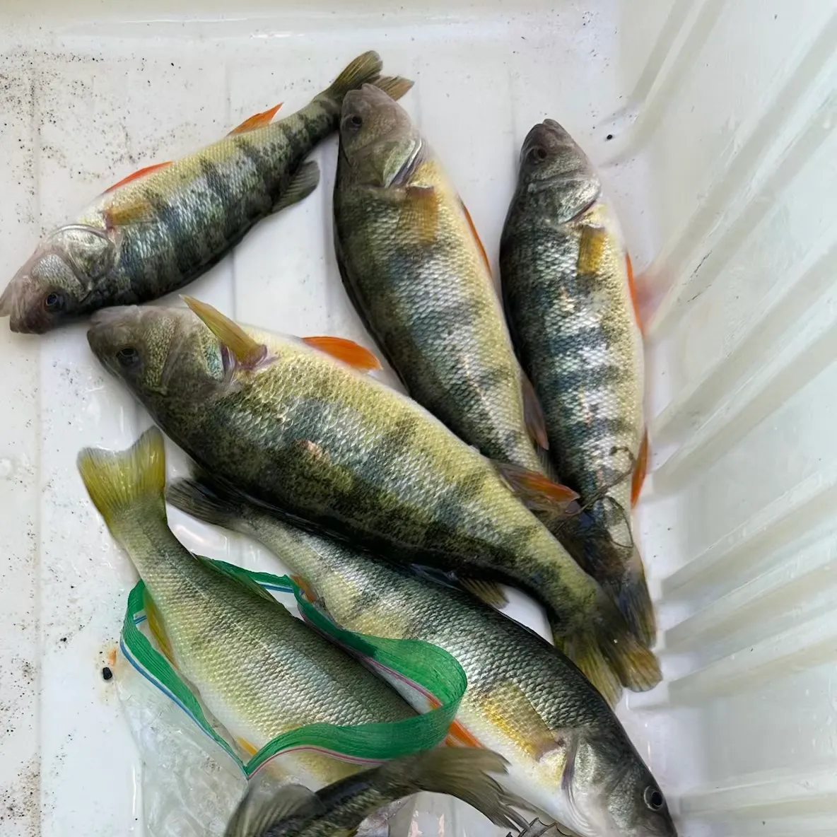 Yellow perch caught on Fishbrain
