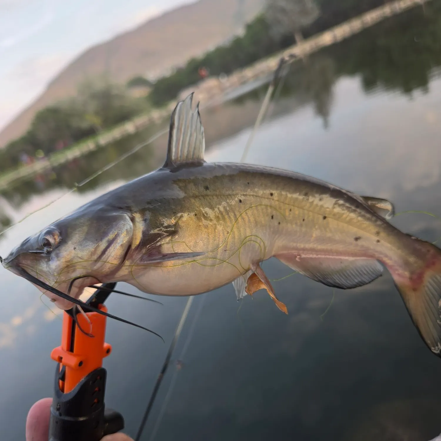 catch