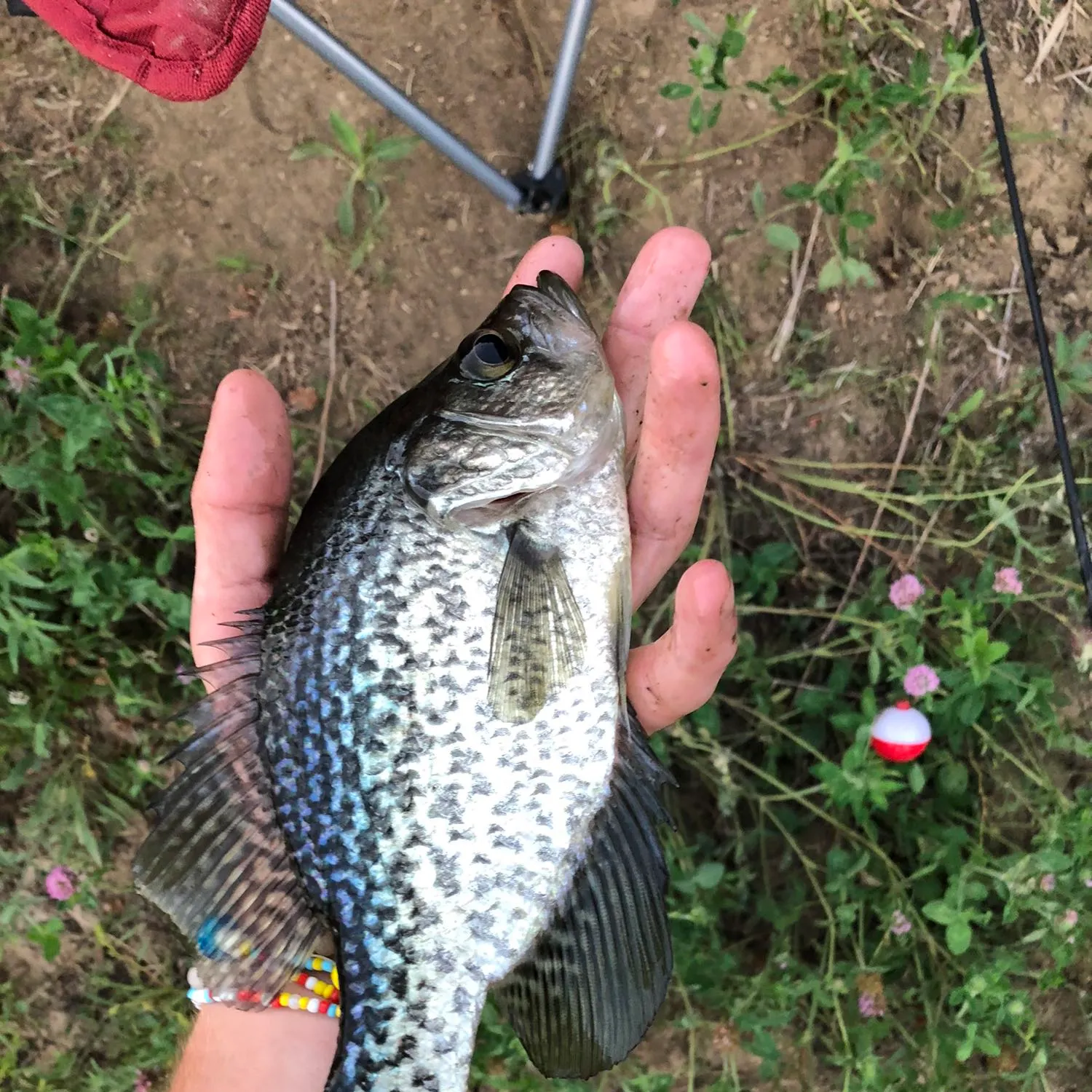 Black crappie caught on Fishbrain