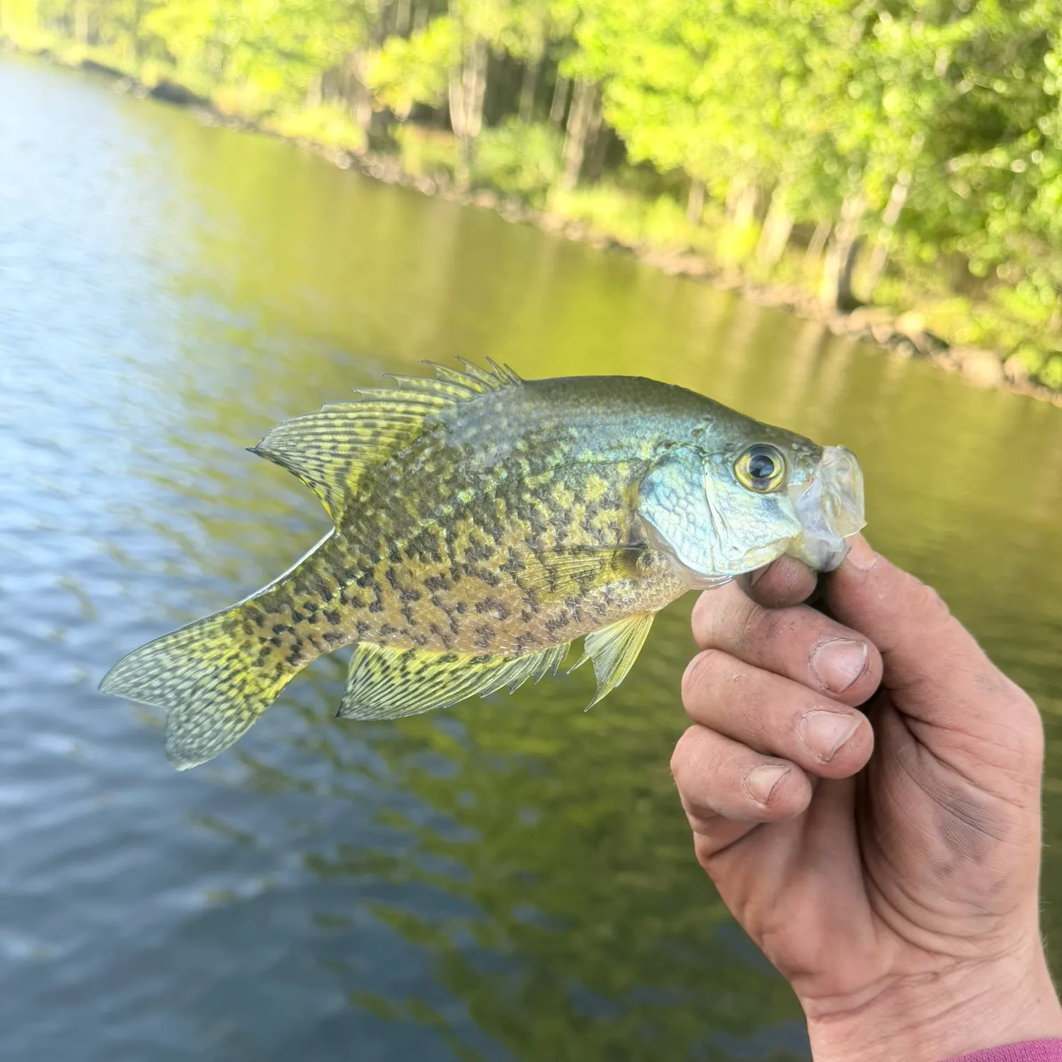Black crappie caught on Fishbrain