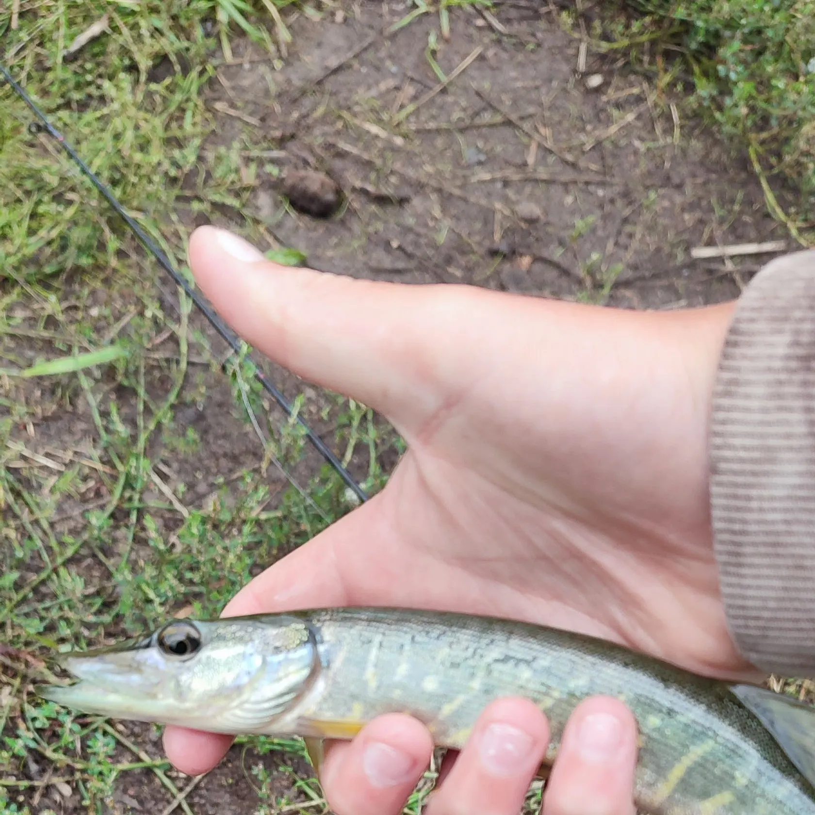 Northern pike caught on Fishbrain