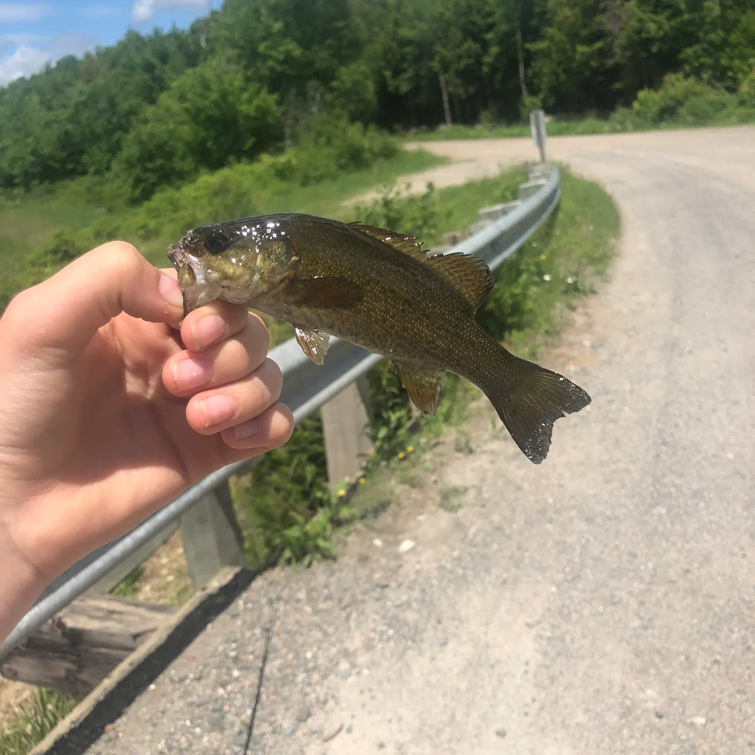 Smallmouth bass caught on Fishbrain