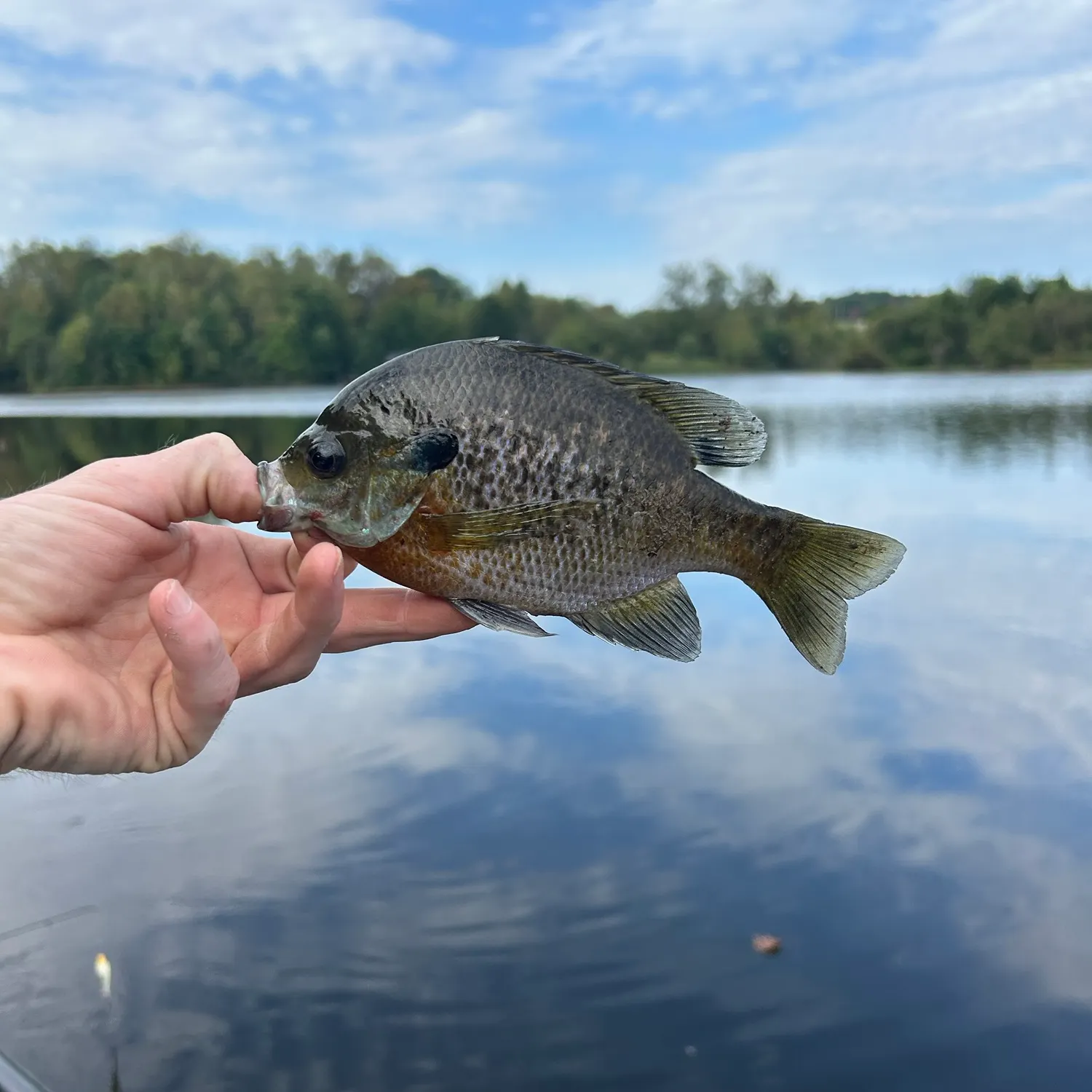 Bluegill caught on Fishbrain