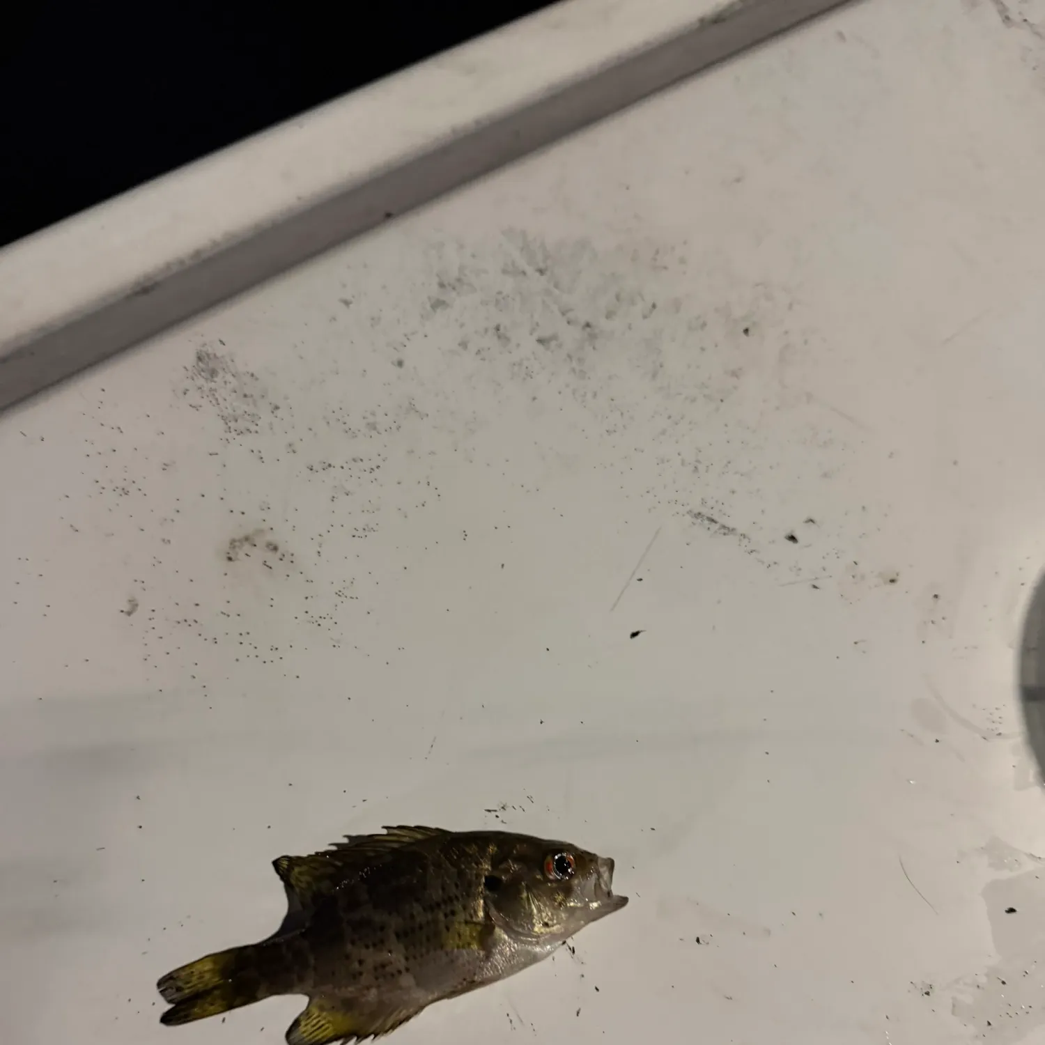 Rock bass caught on Fishbrain