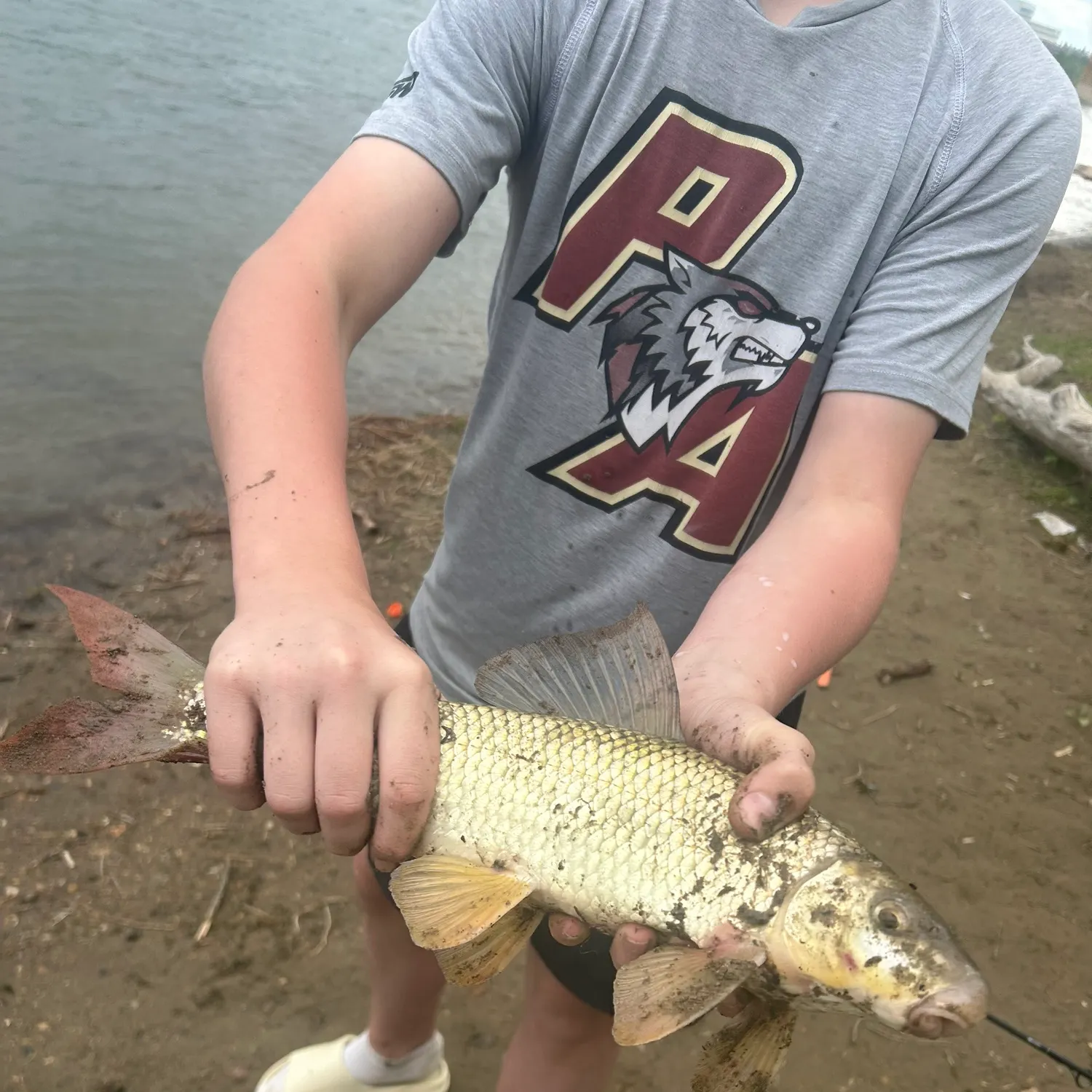 The most recent Silver redhorse catches on Fishbrain