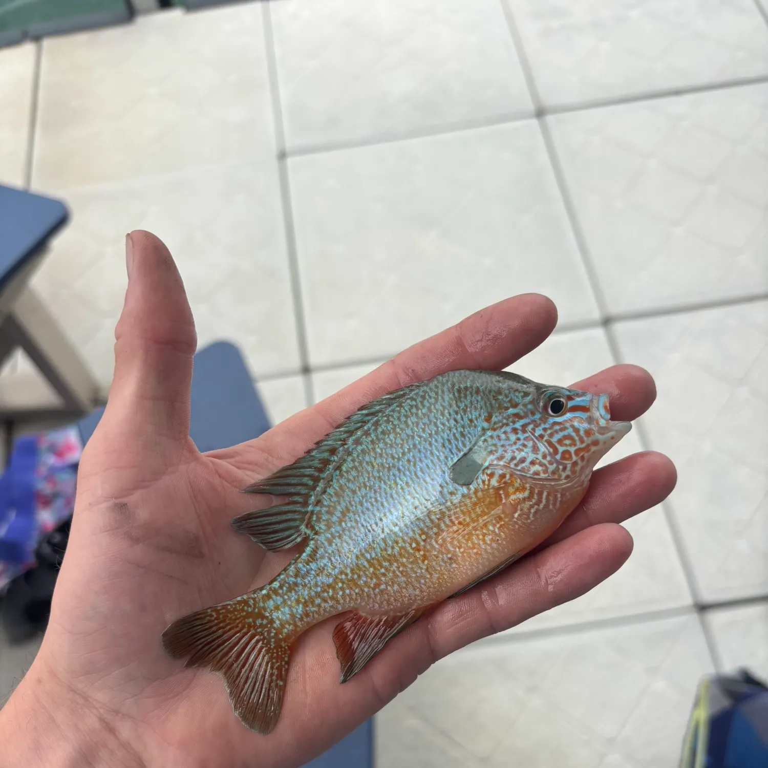 The most recent Longear sunfish catches on Fishbrain