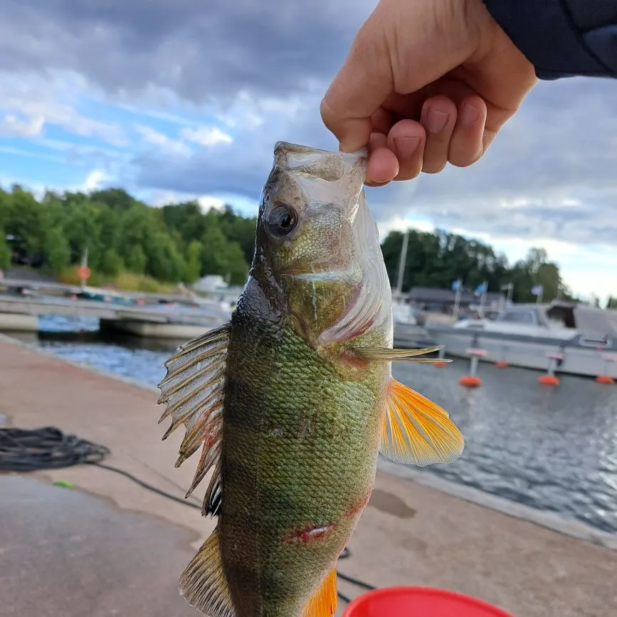 European perch caught on Fishbrain