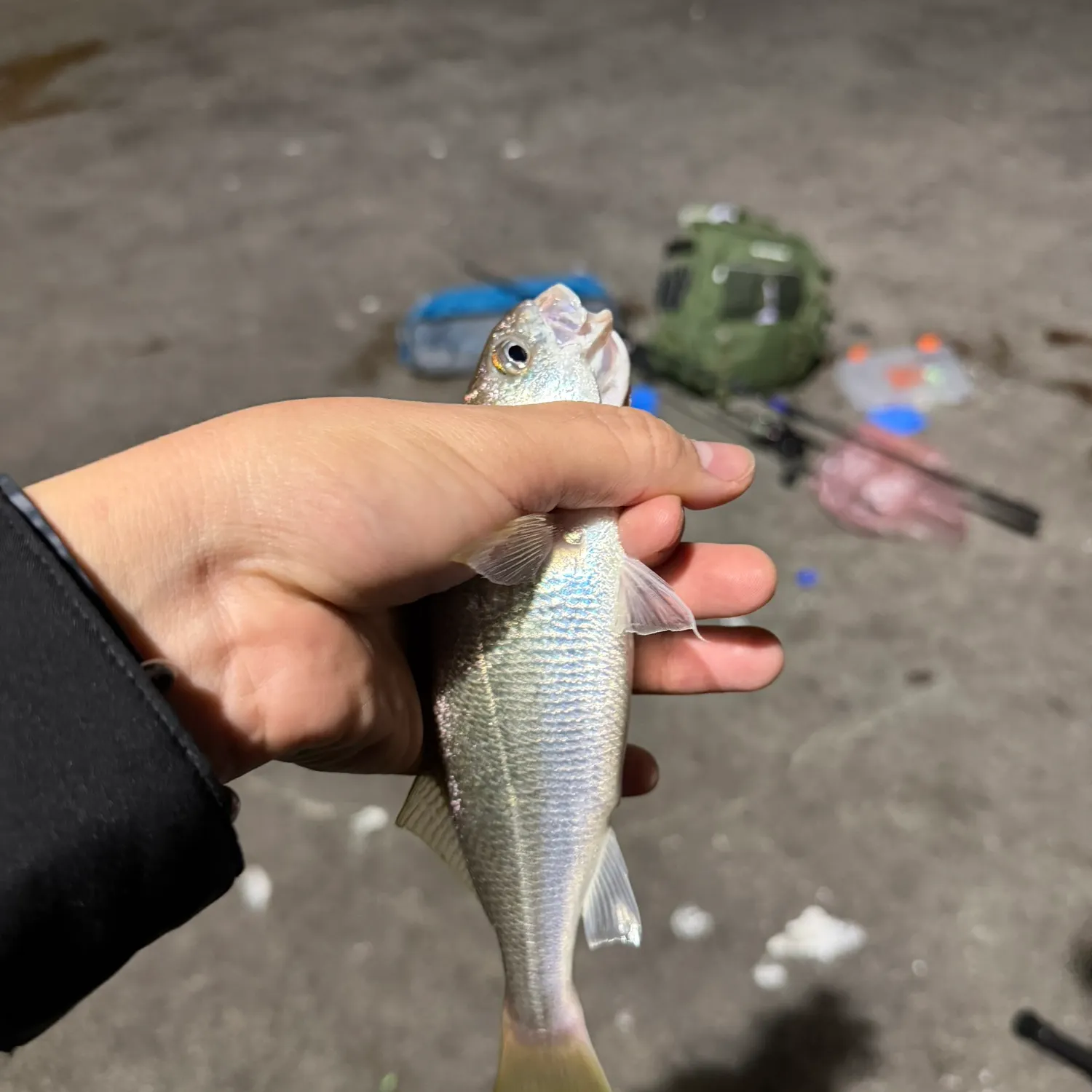 The most recent White croaker catches on Fishbrain