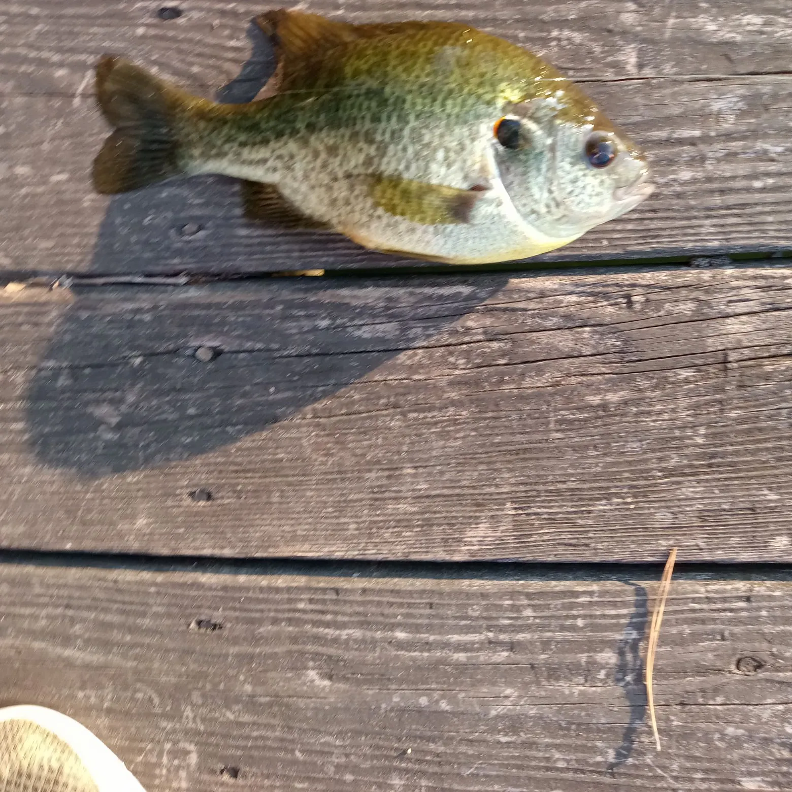 Bluegill caught on Fishbrain
