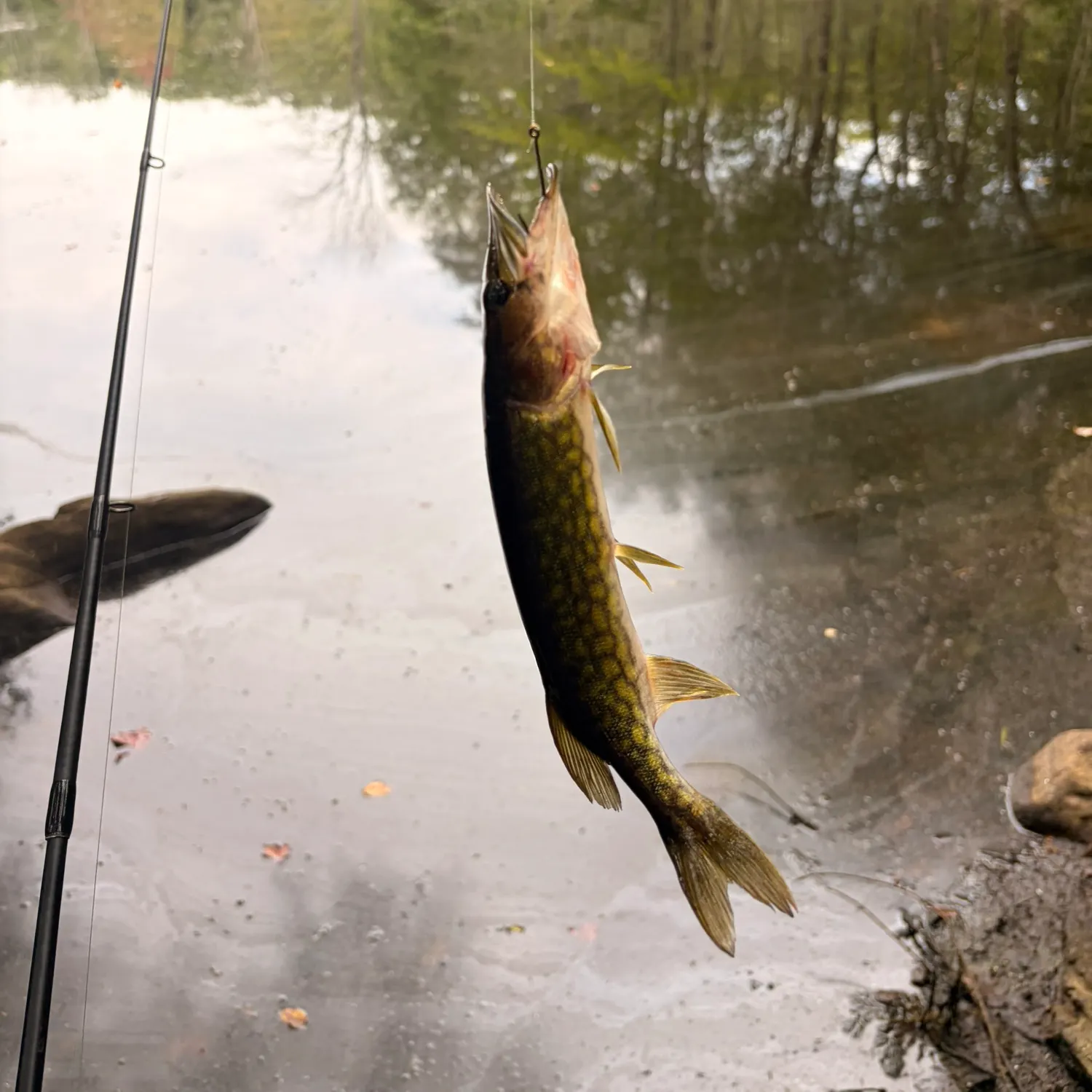 Chain pickerel caught on Fishbrain