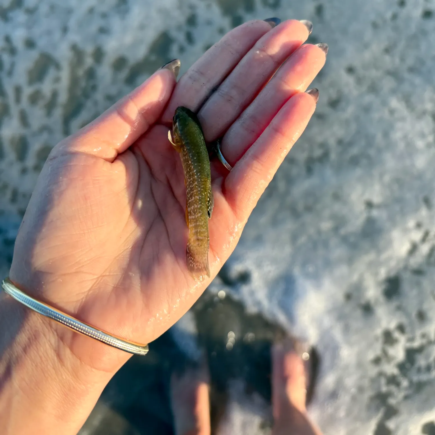 The most recent Mummichog catches on Fishbrain