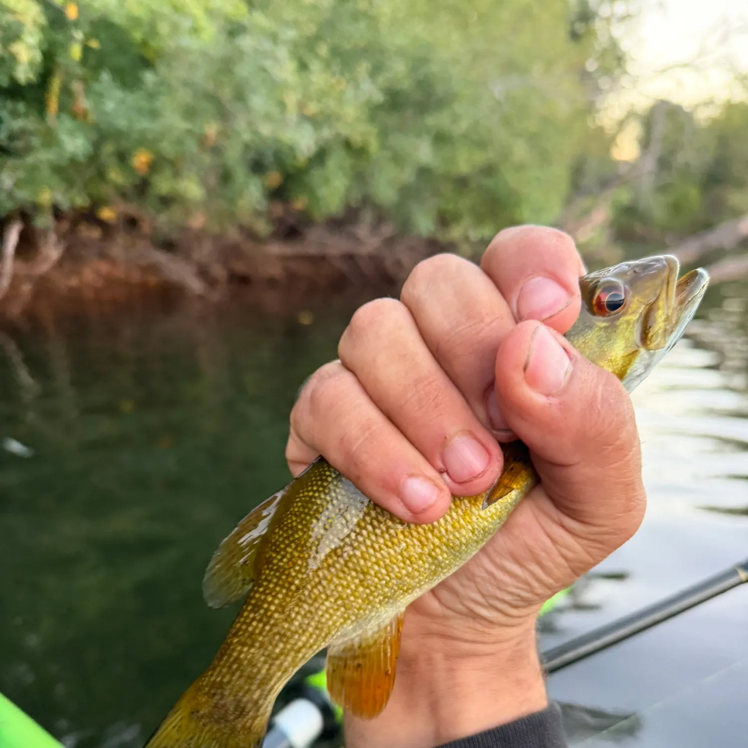 Smallmouth bass caught on Fishbrain