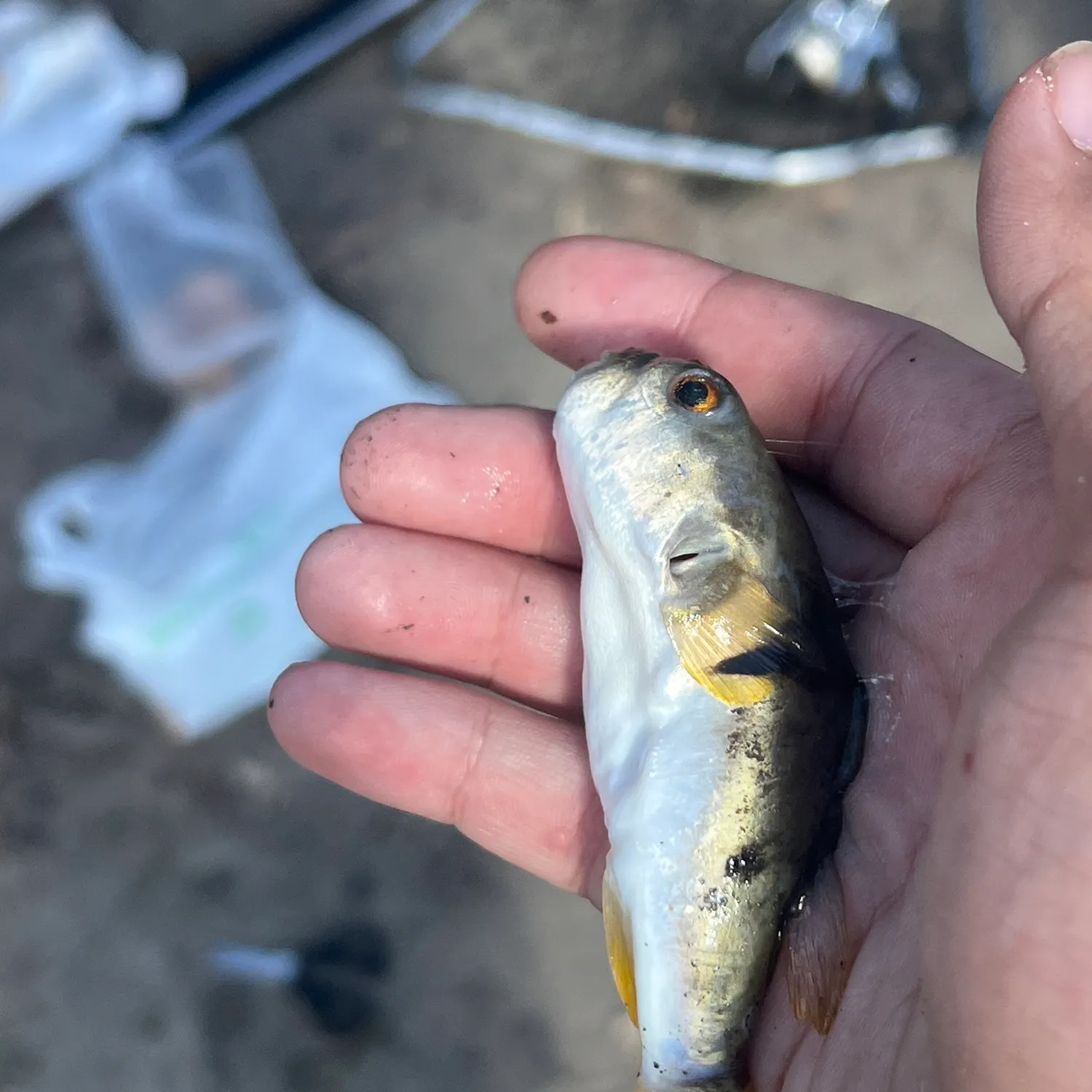The most recent Smooth puffer catches on Fishbrain