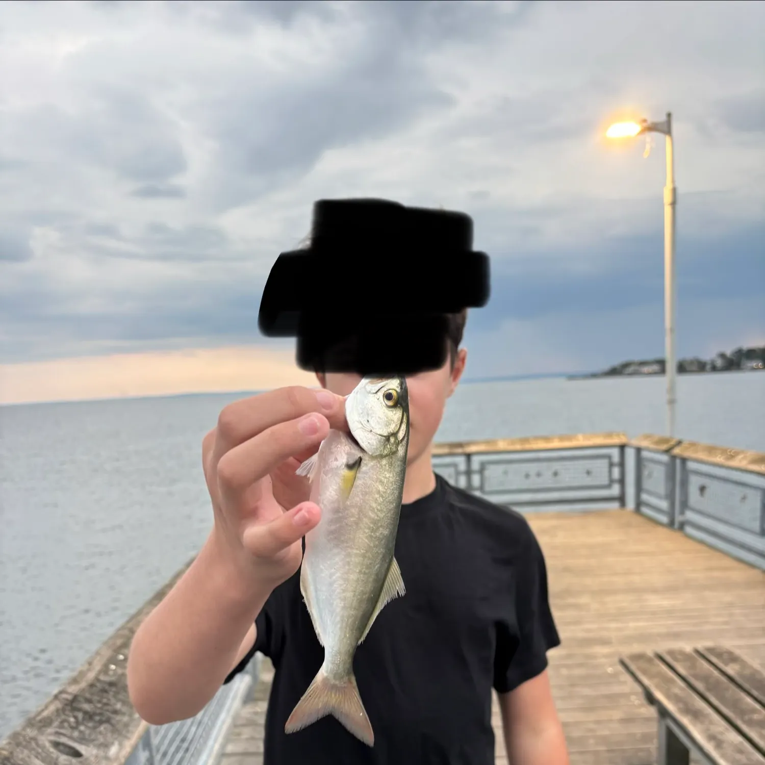 Bluefish caught on Fishbrain