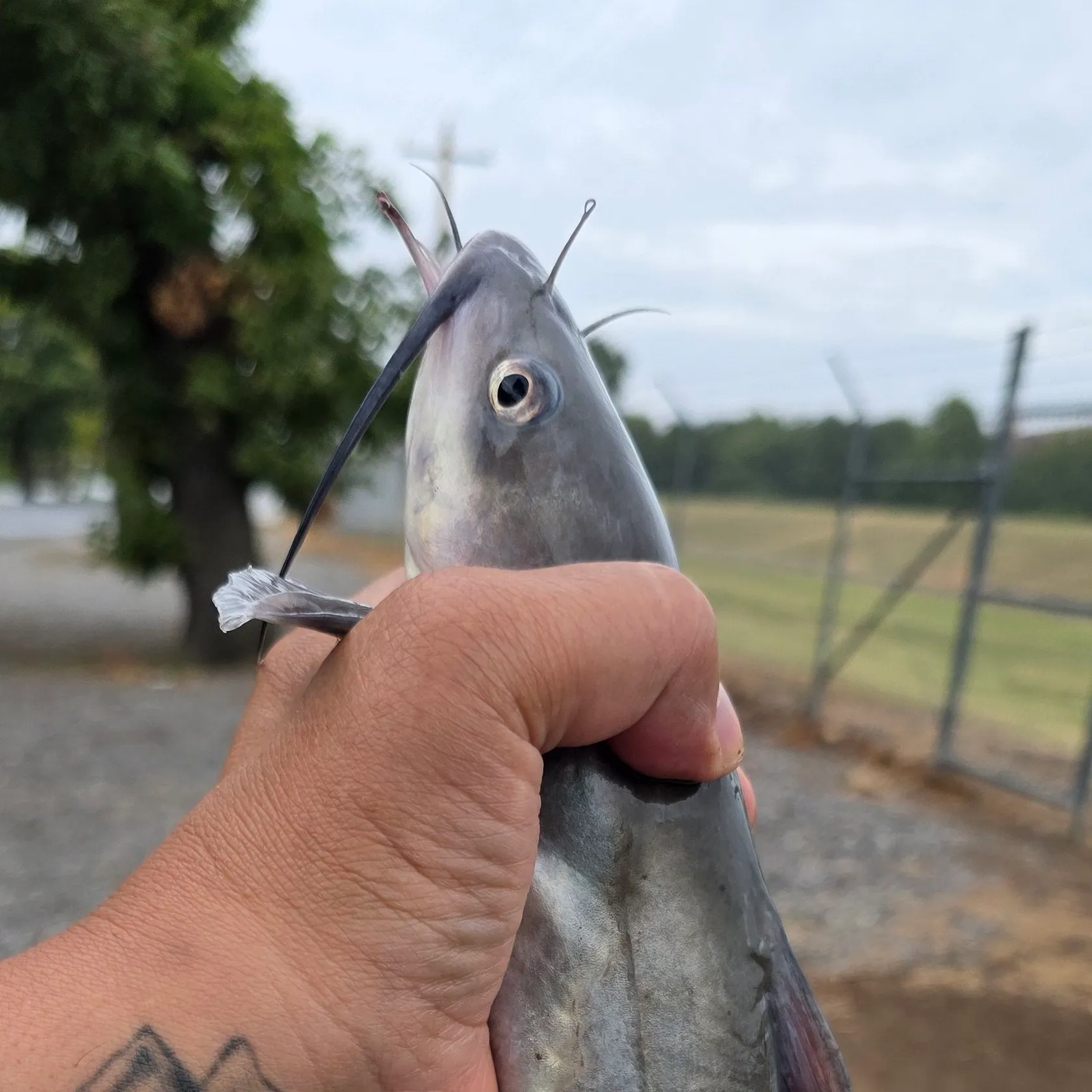 Blue catfish caught on Fishbrain