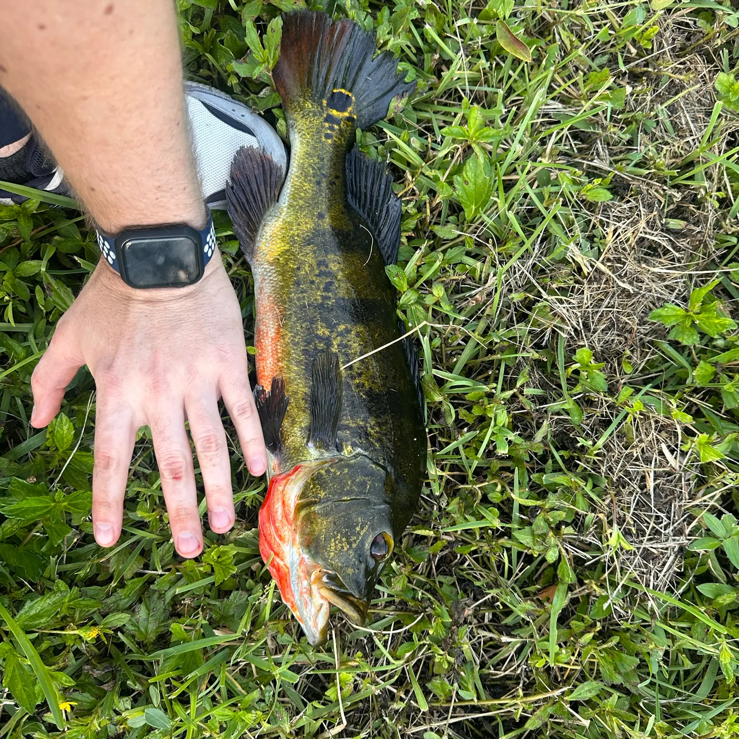 Butterfly peacock bass caught on Fishbrain