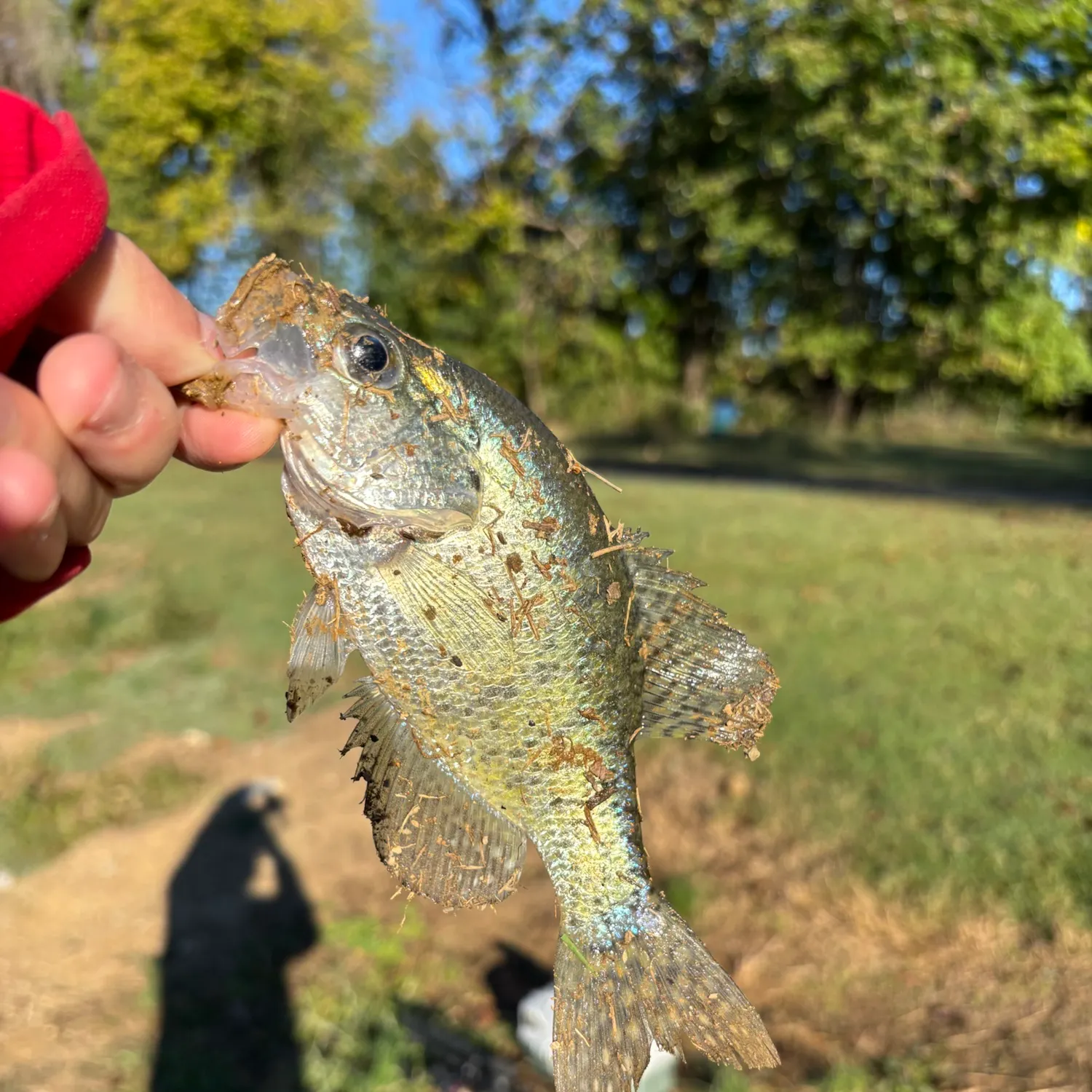 White crappie caught on Fishbrain
