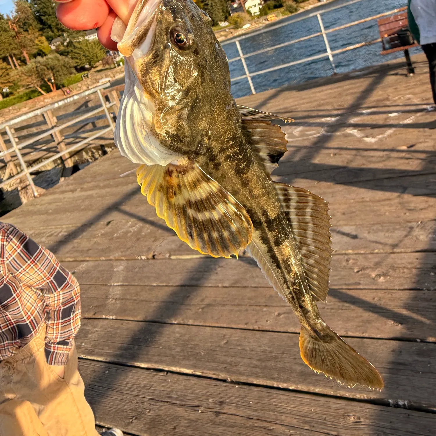 The most recent Pacific staghorn sculpin catches on Fishbrain