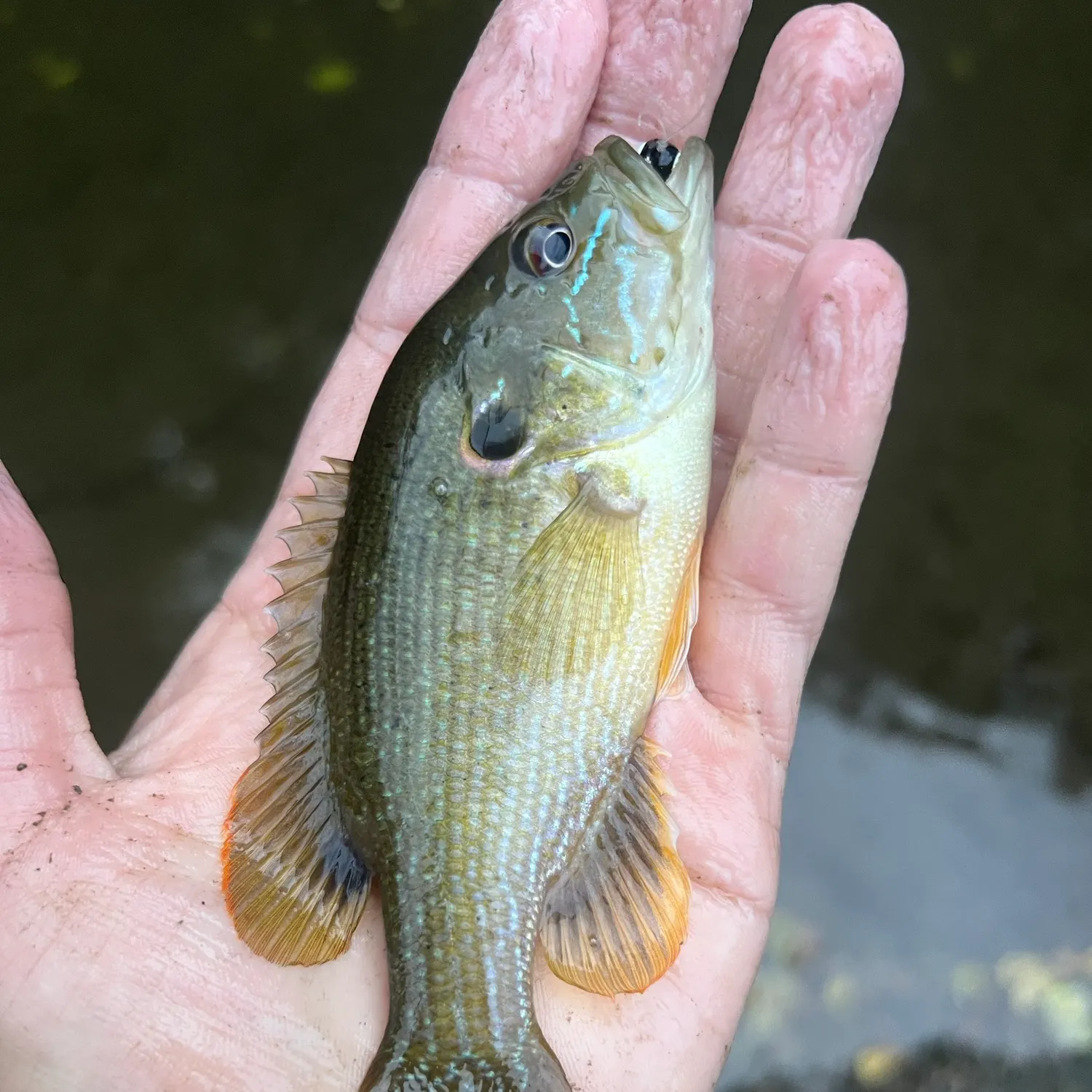 The most recent Green sunfish catches on Fishbrain
