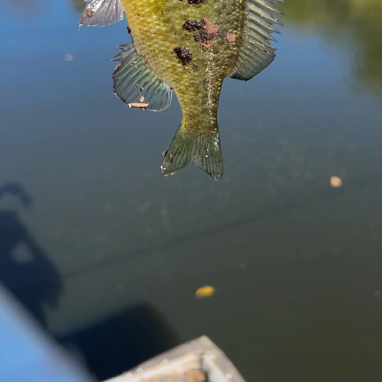 Bluegill caught on Fishbrain