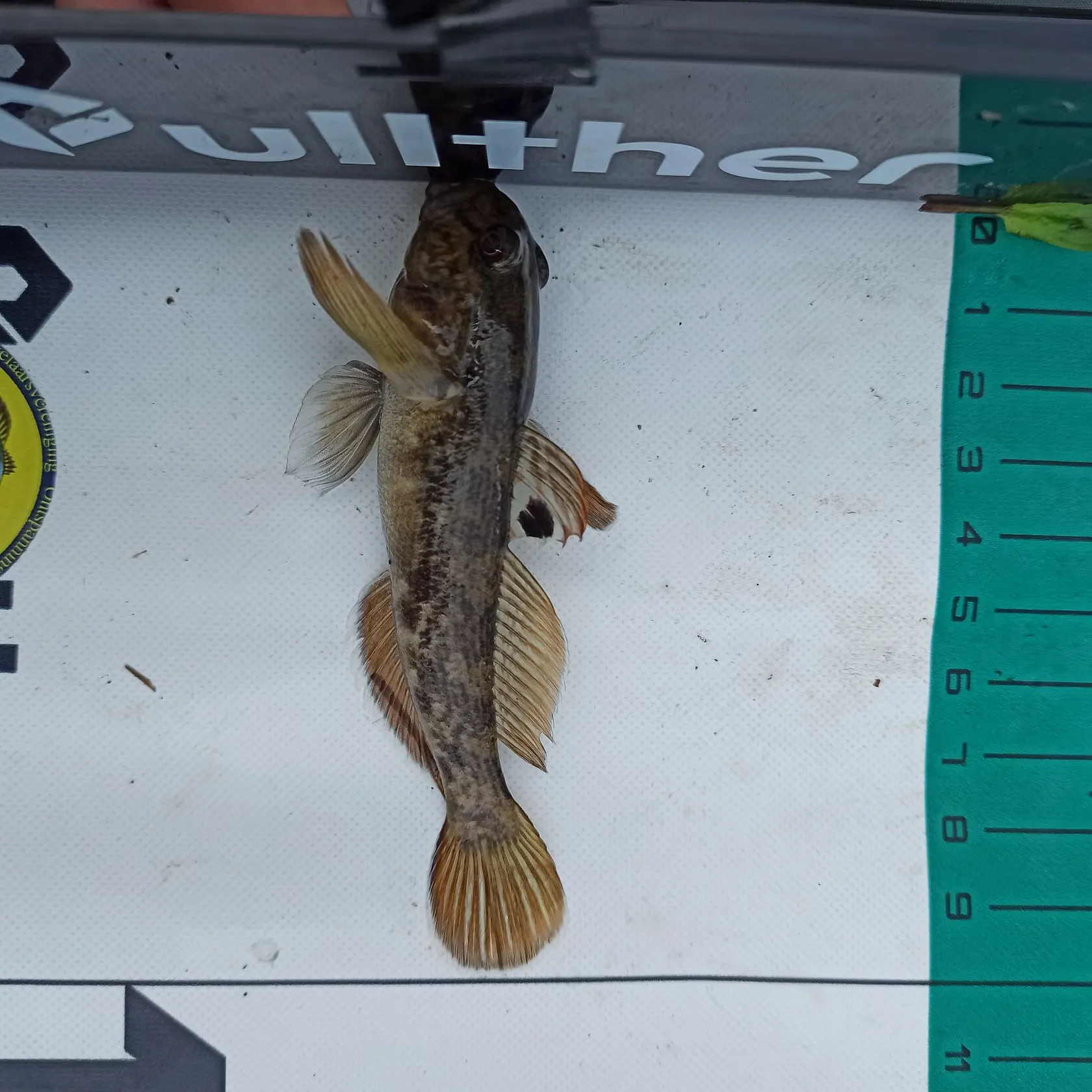 The most recent Round goby catches on Fishbrain