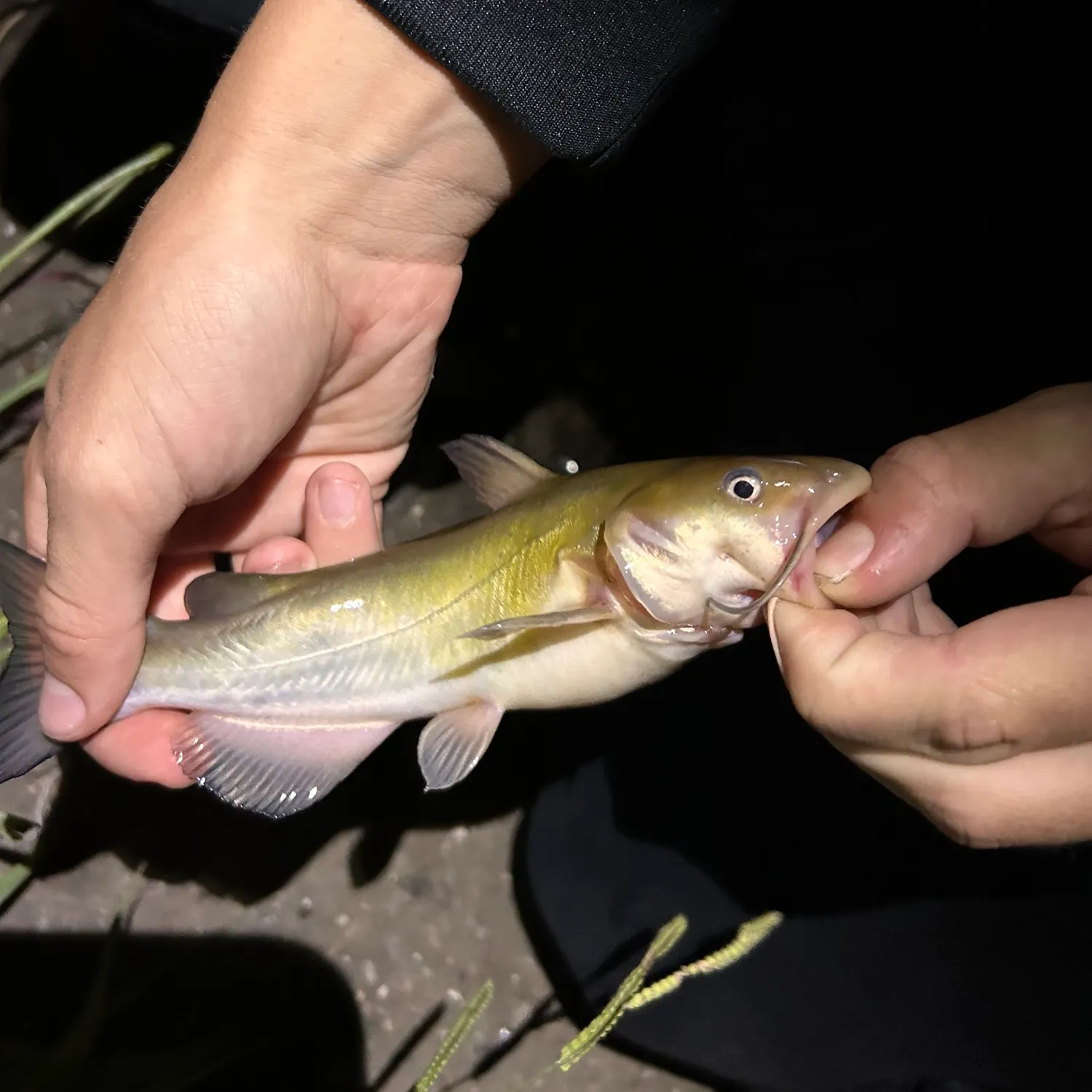 catch