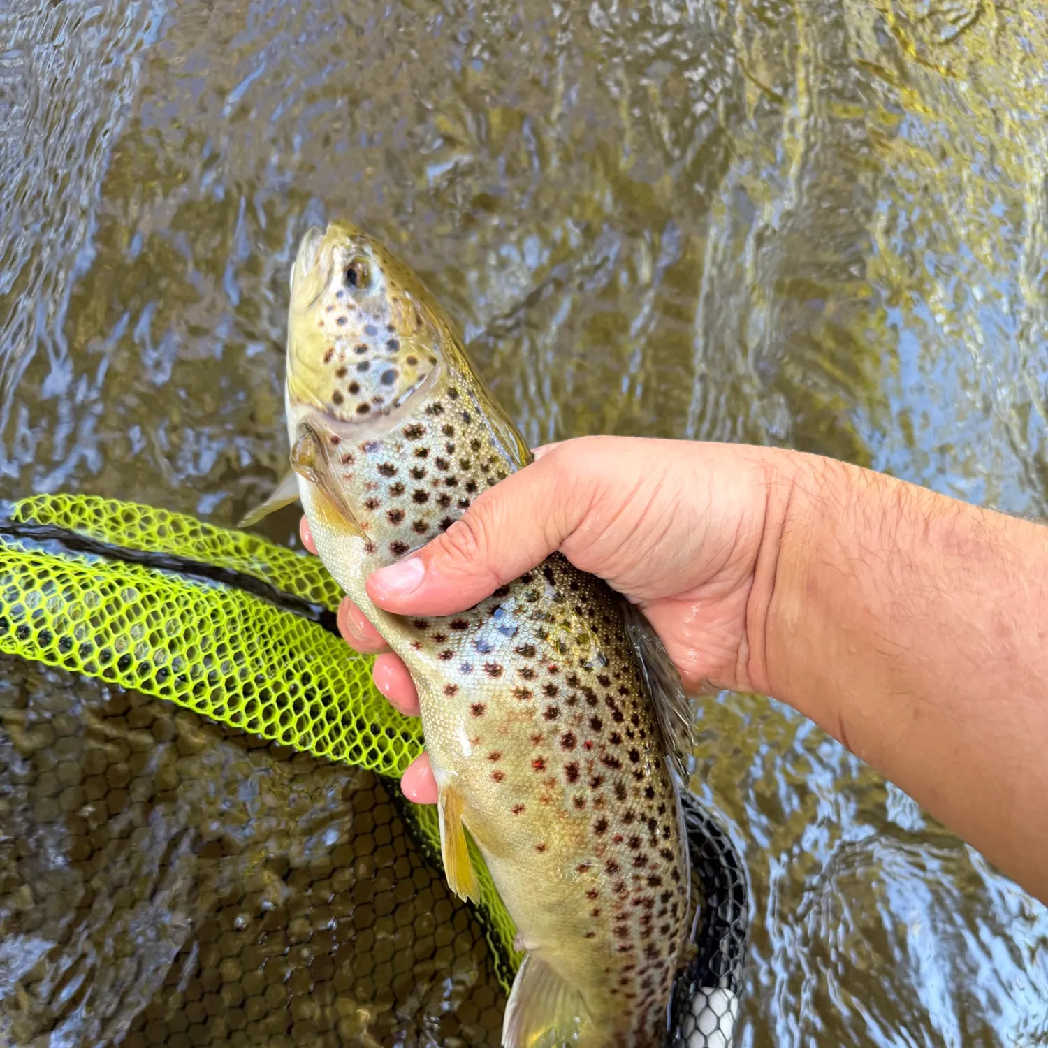 Brown trout caught on Fishbrain