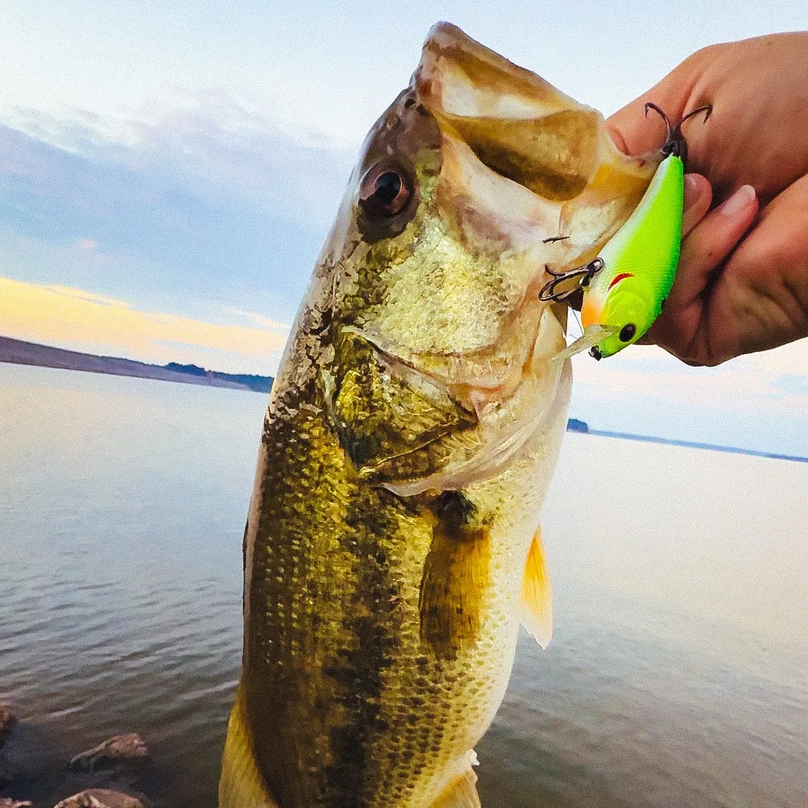 Largemouth bass caught on Fishbrain