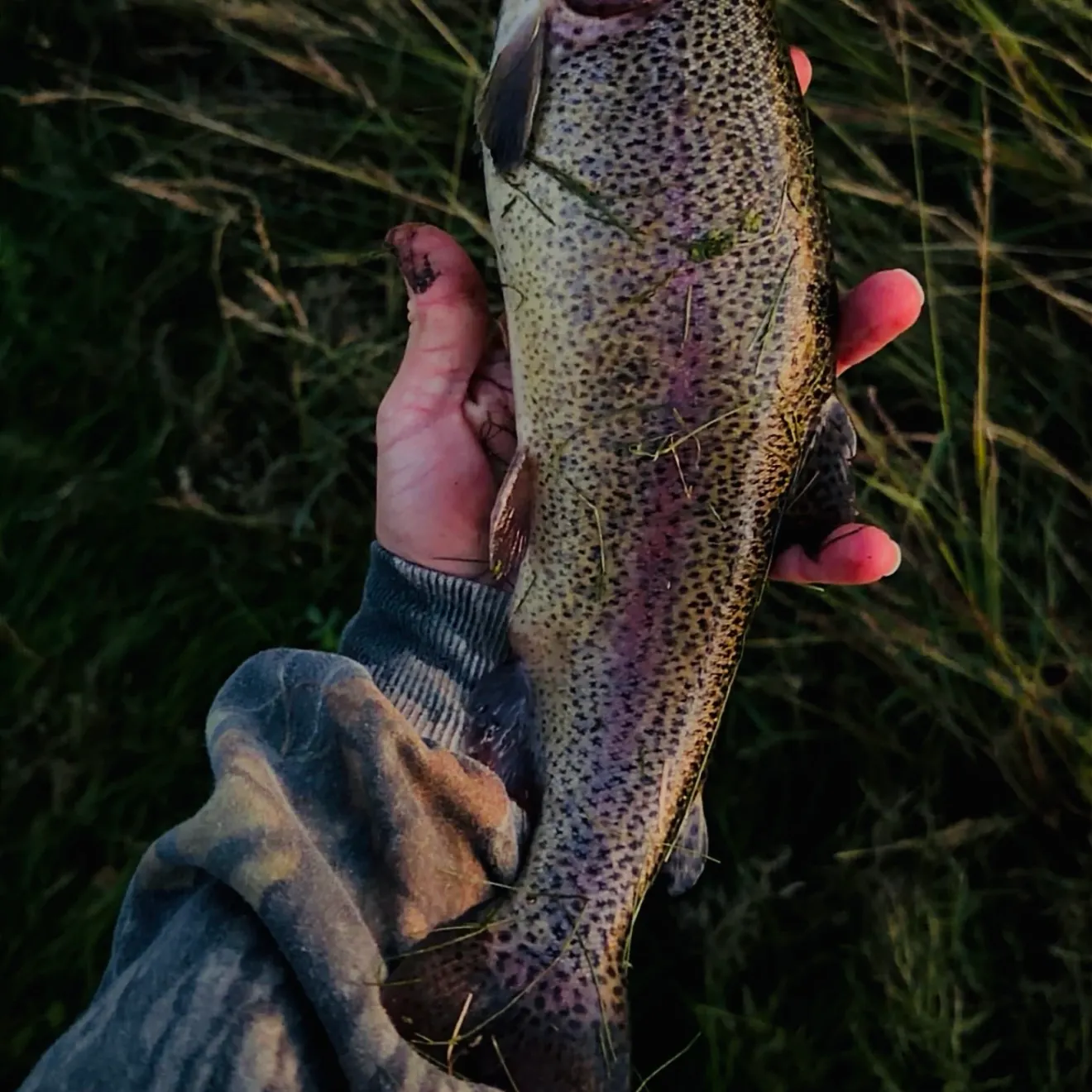 Rainbow trout caught on Fishbrain