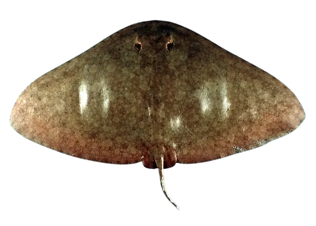 Spiny butterfly ray