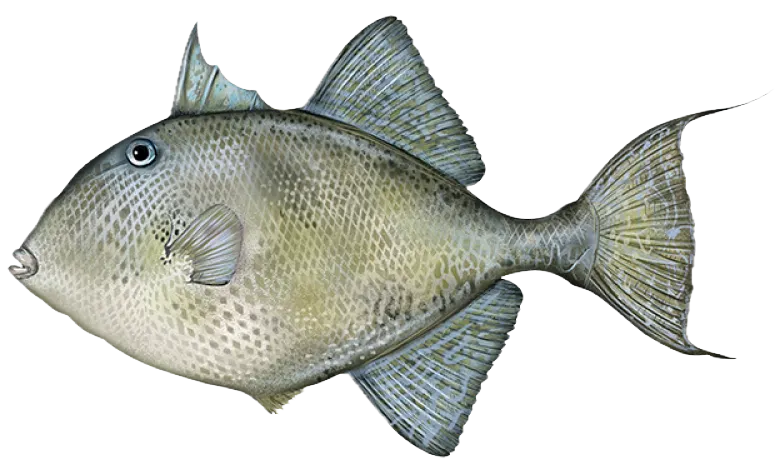 Grey triggerfish