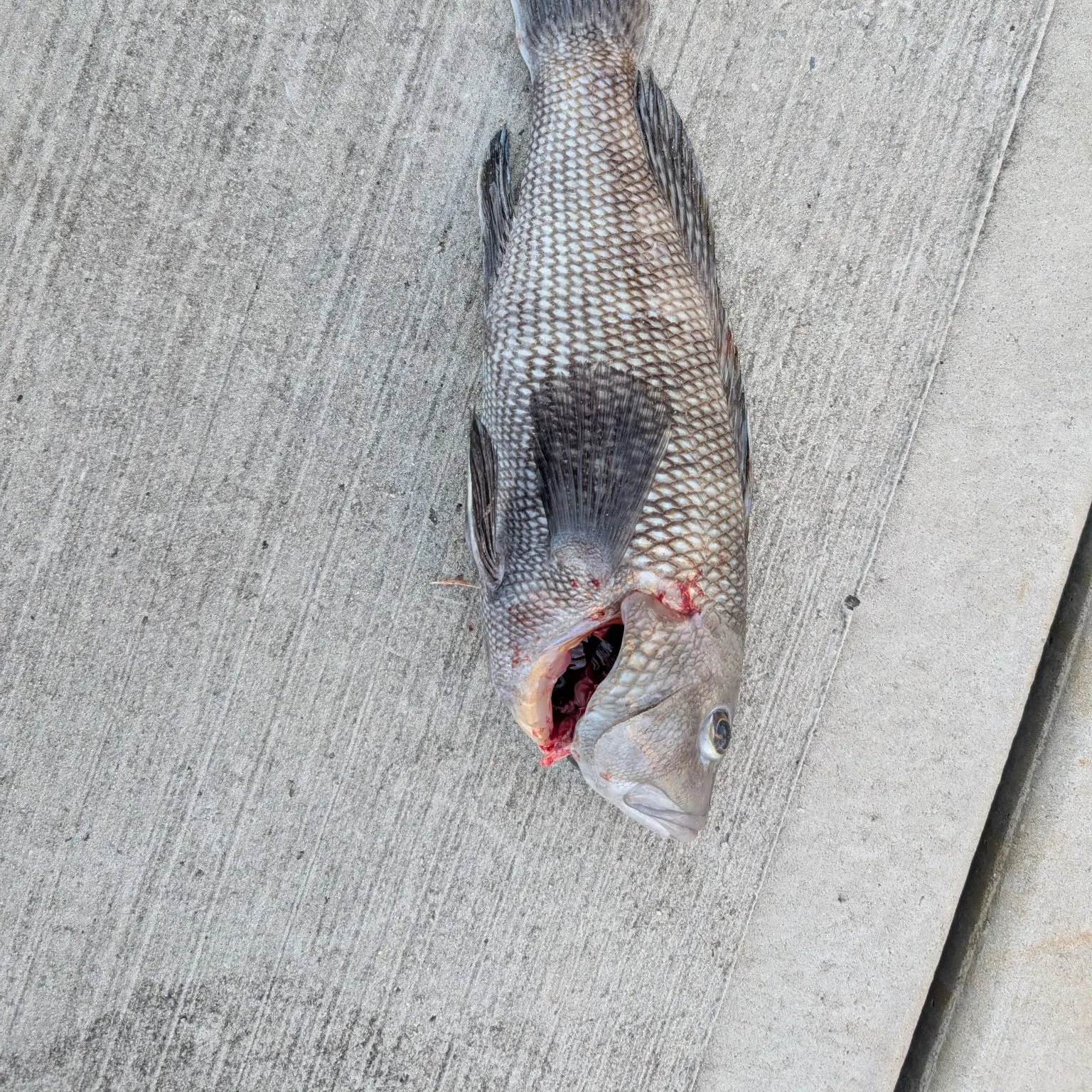 Black sea bass caught on Fishbrain