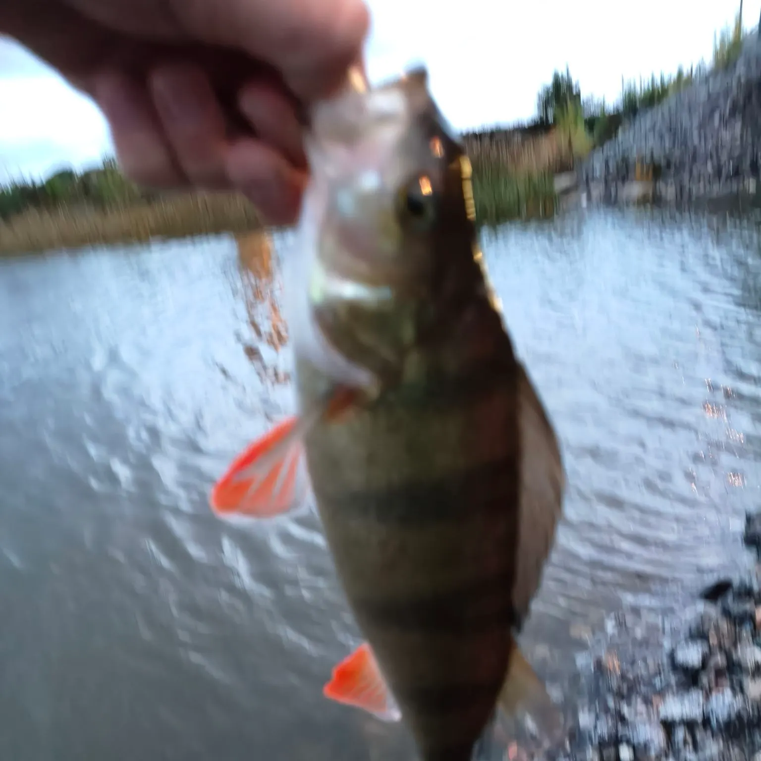 European perch caught on Fishbrain