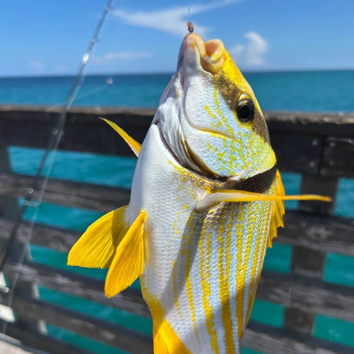 The most recent Atlantic porkfish catches on Fishbrain